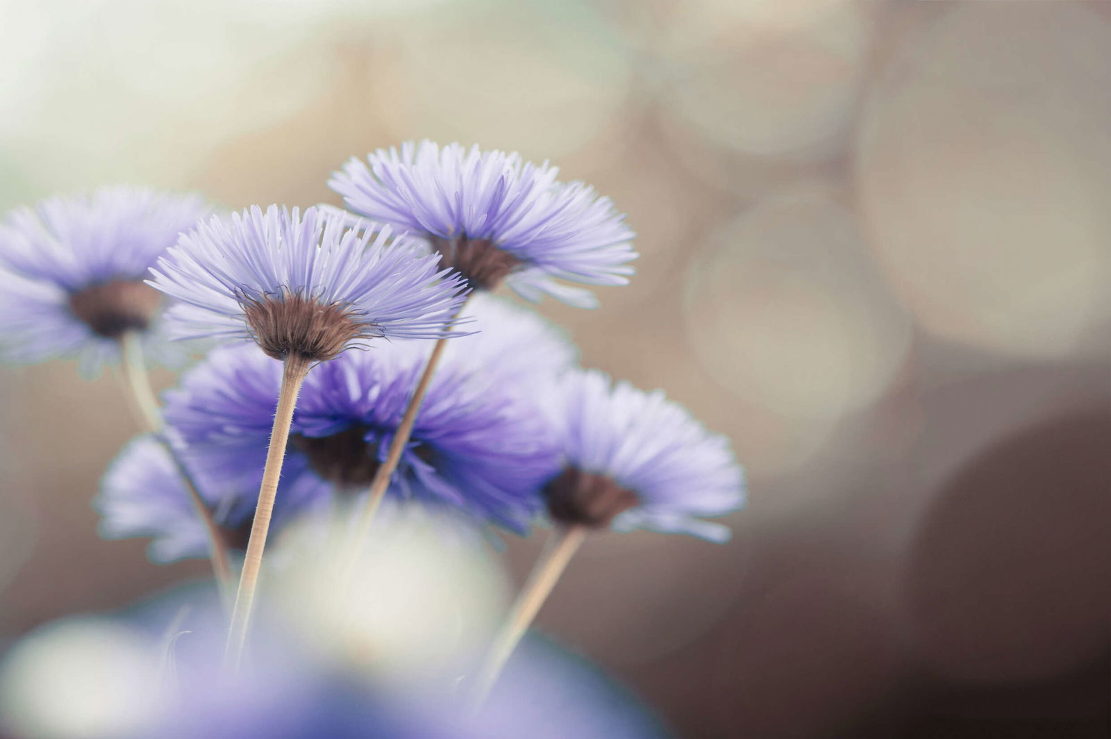 livingwalls impression numérique XXLwallpaper 3