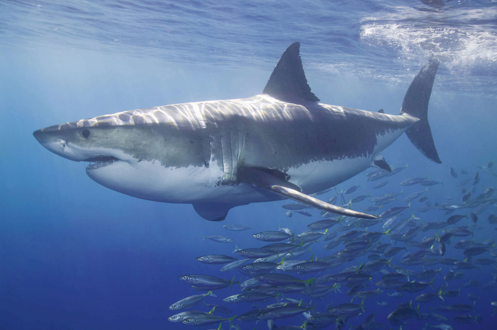 Architects Paper Photo wallpaper AP Digital