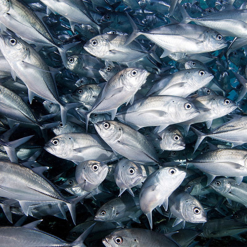 livingwalls impression numérique XXLwallpaper 2