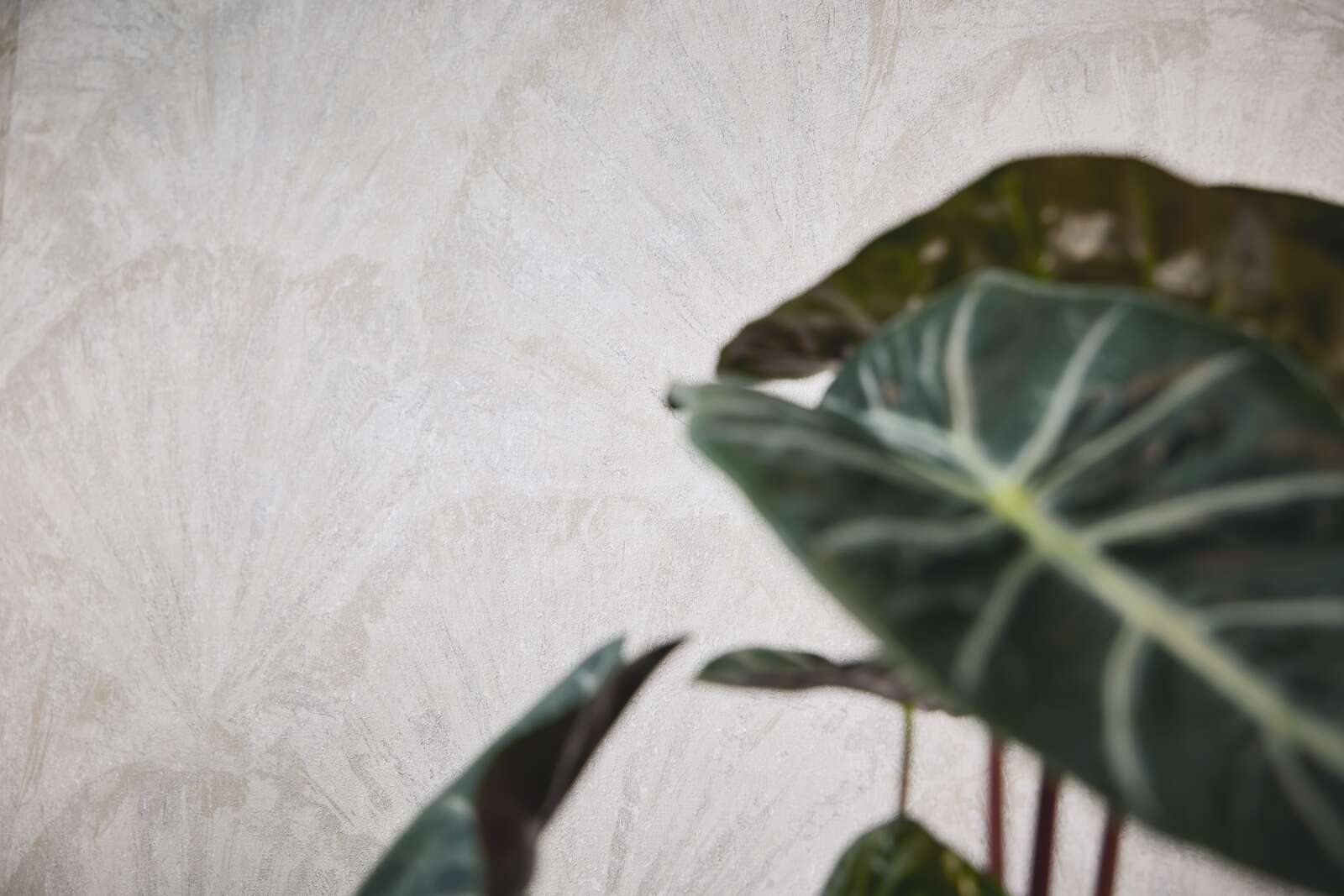 livingwalls Wallpaper Hot Spots