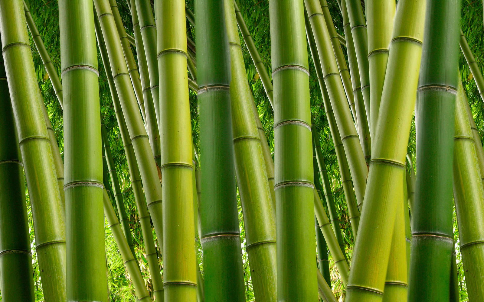 livingwalls Photo wallpaper XXLwallpaper 3