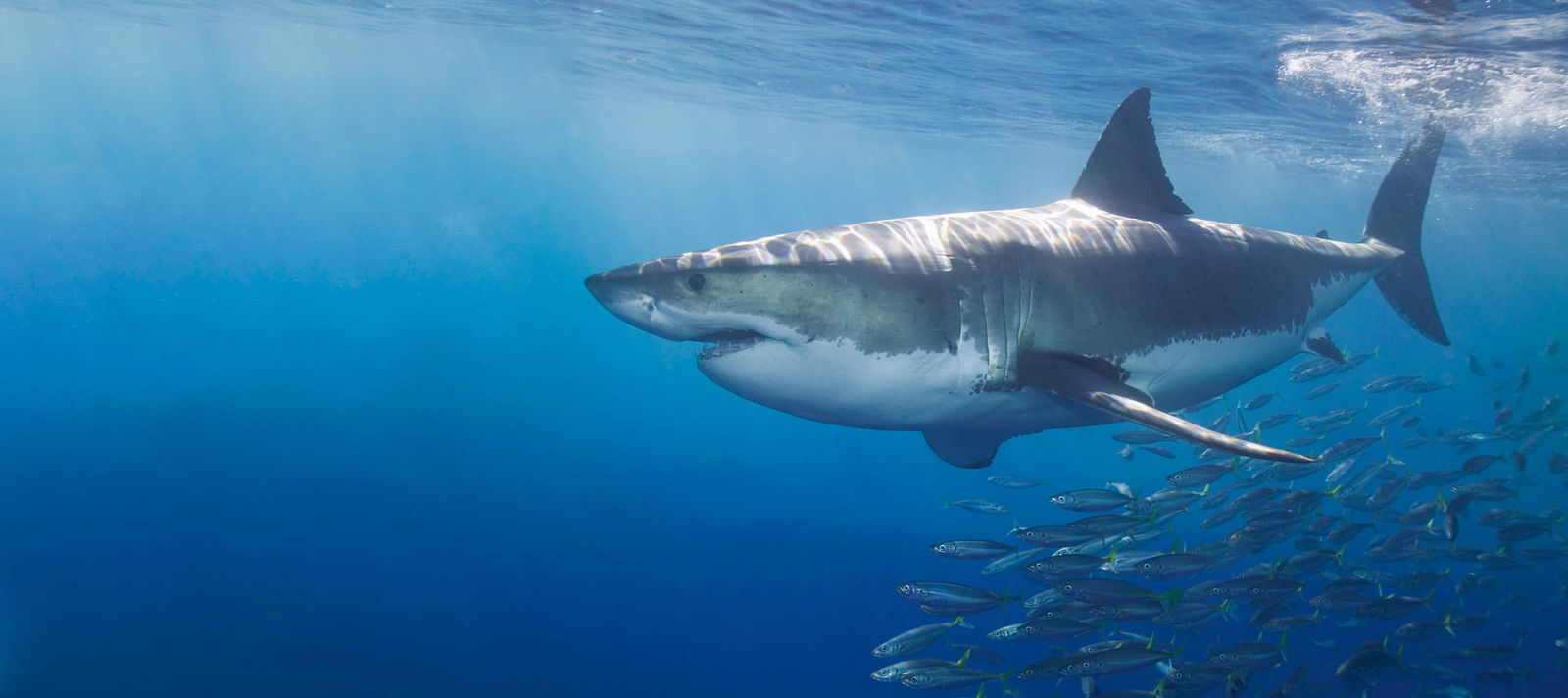 Architects Paper impression numérique AP Digital