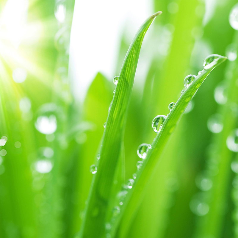 livingwalls Fototapete Nature