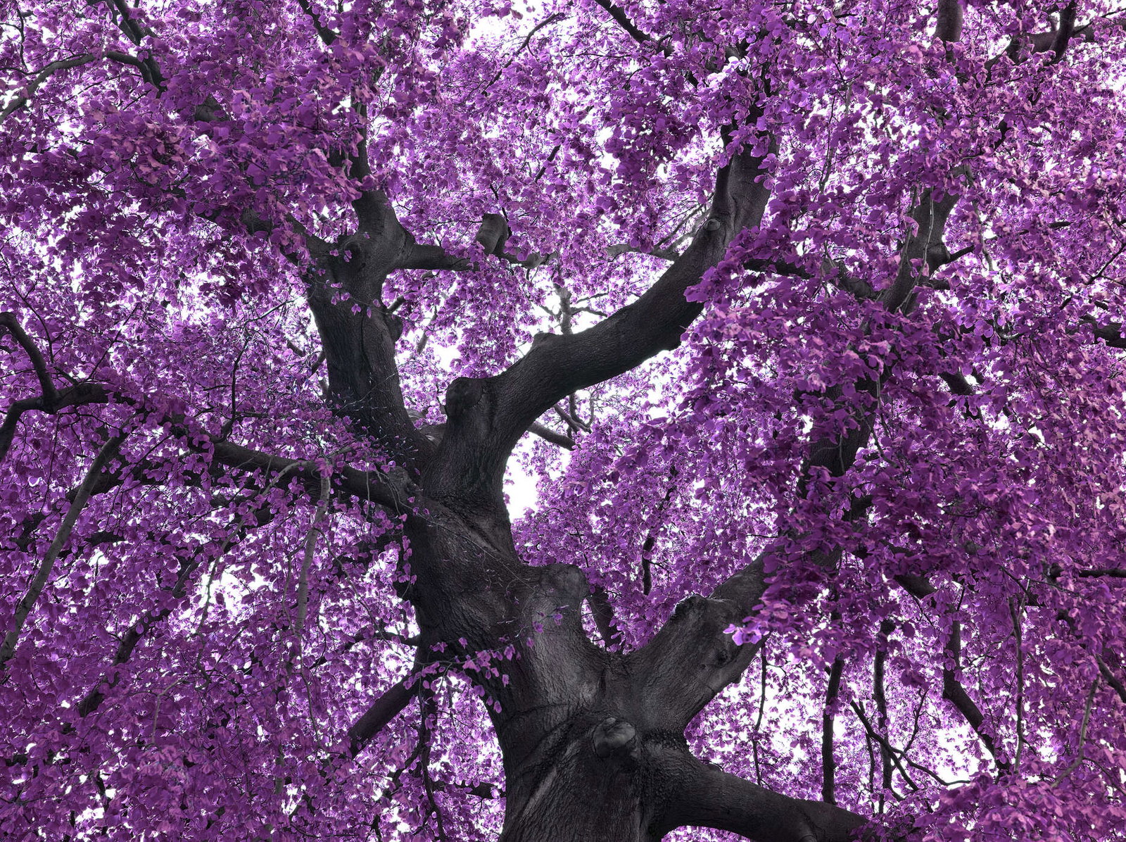 livingwalls Fototapete Nature