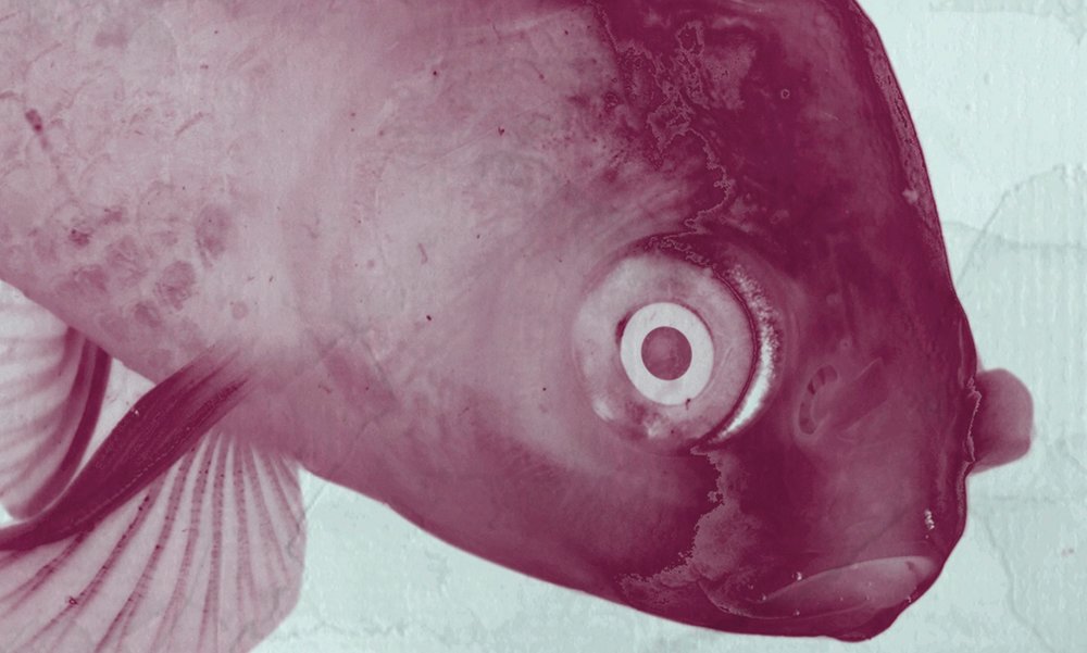 walls by patel impression numérique Walls by Patel