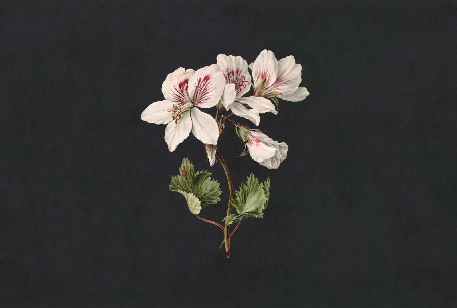 walls by patel Fototapete Walls by Patel 3