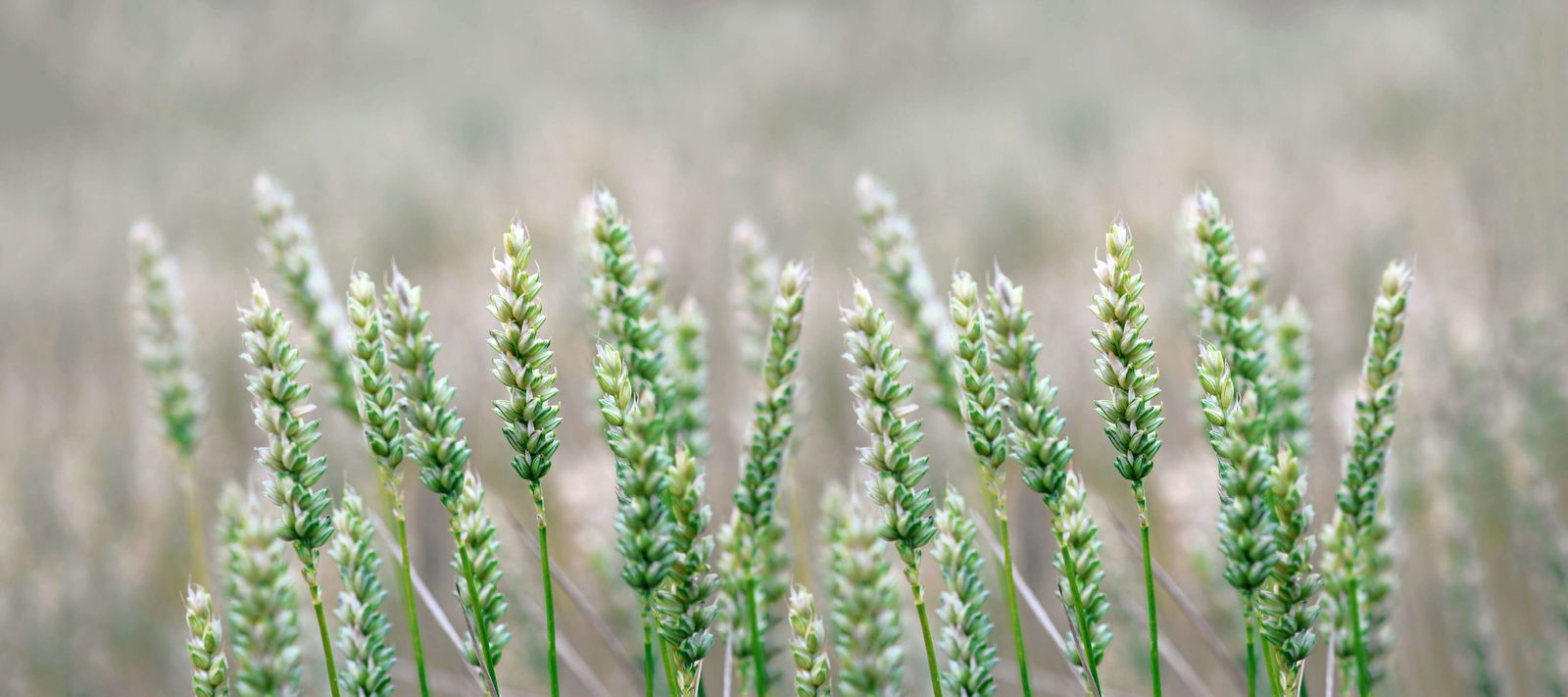 livingwalls Fototapete XXLwallpaper 3