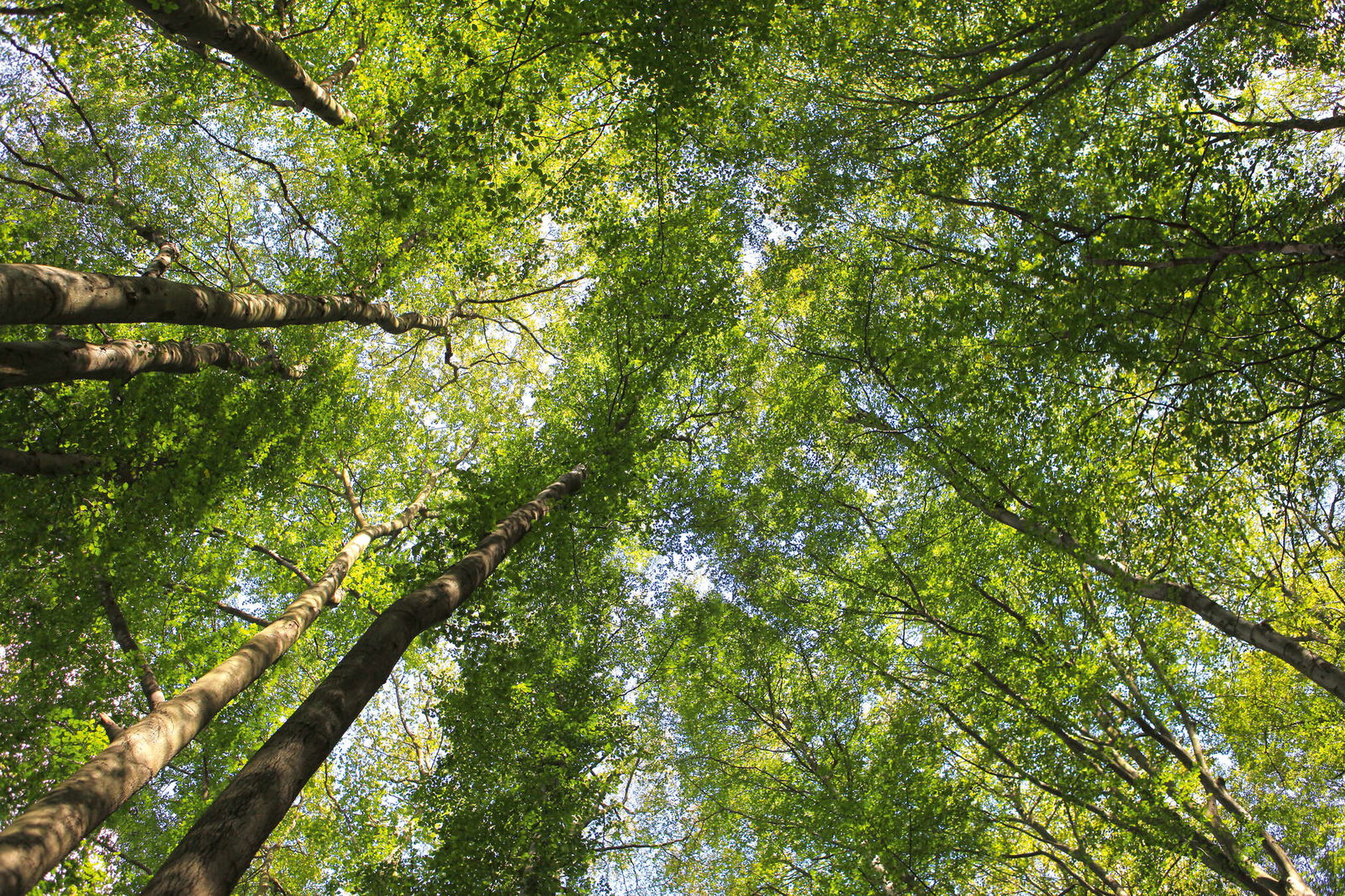 Architects Paper Photo wallpaper AP Digital