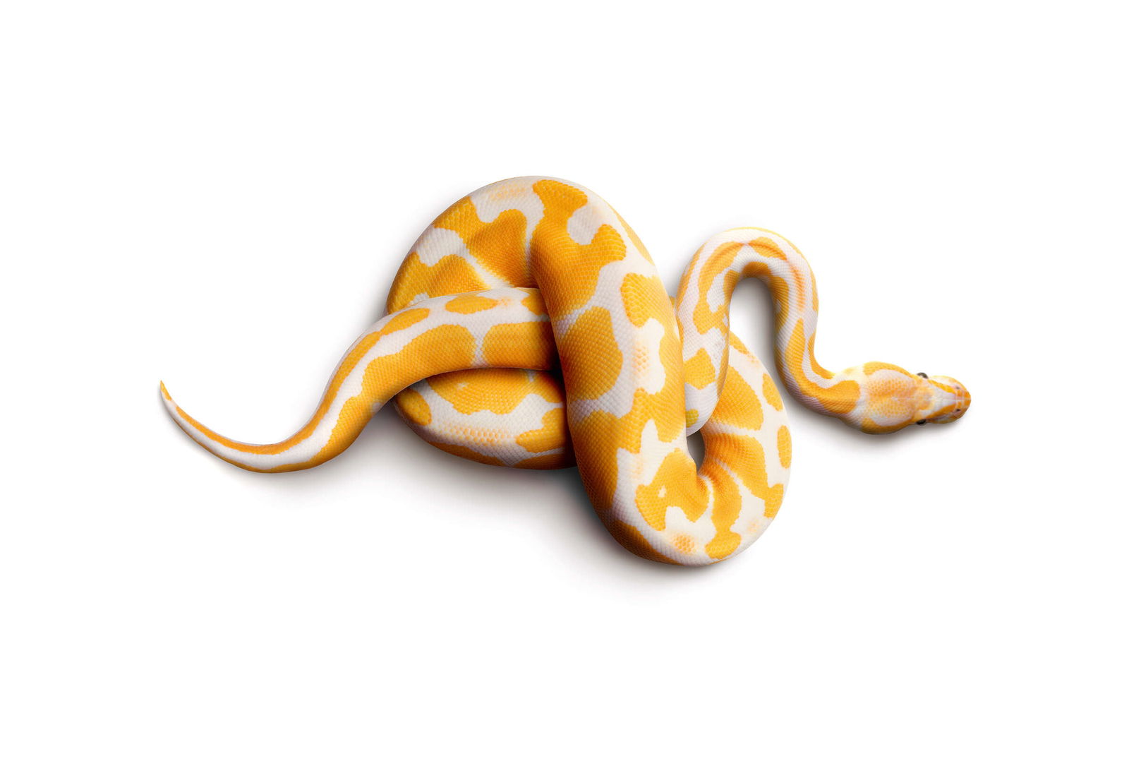 Architects Paper Фотообои AP Digital