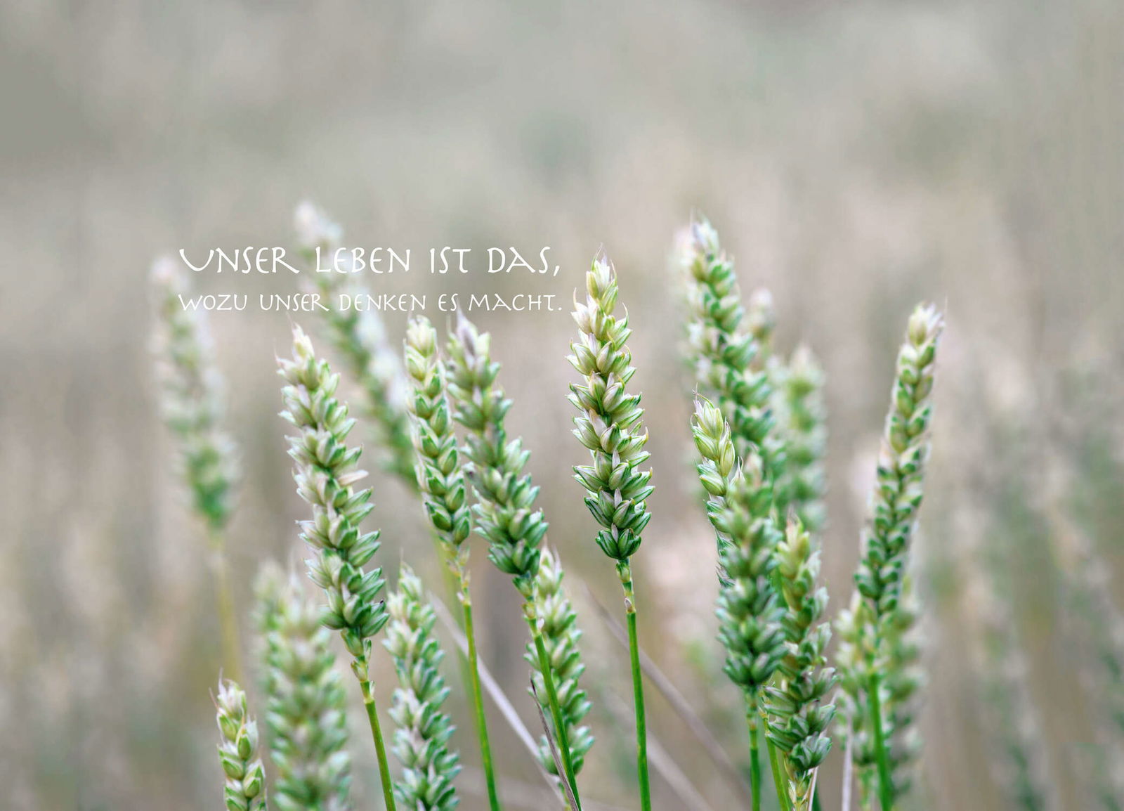 livingwalls impression numérique XXLwallpaper 3