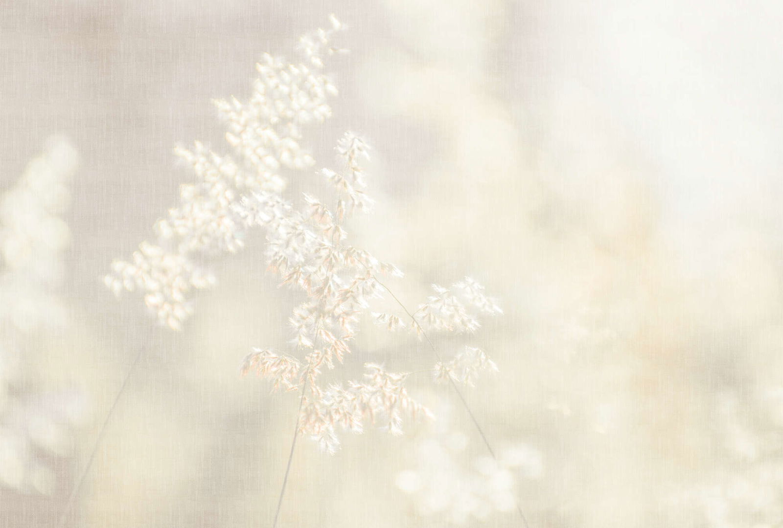 walls by patel Photo wallpaper Walls by Patel 5