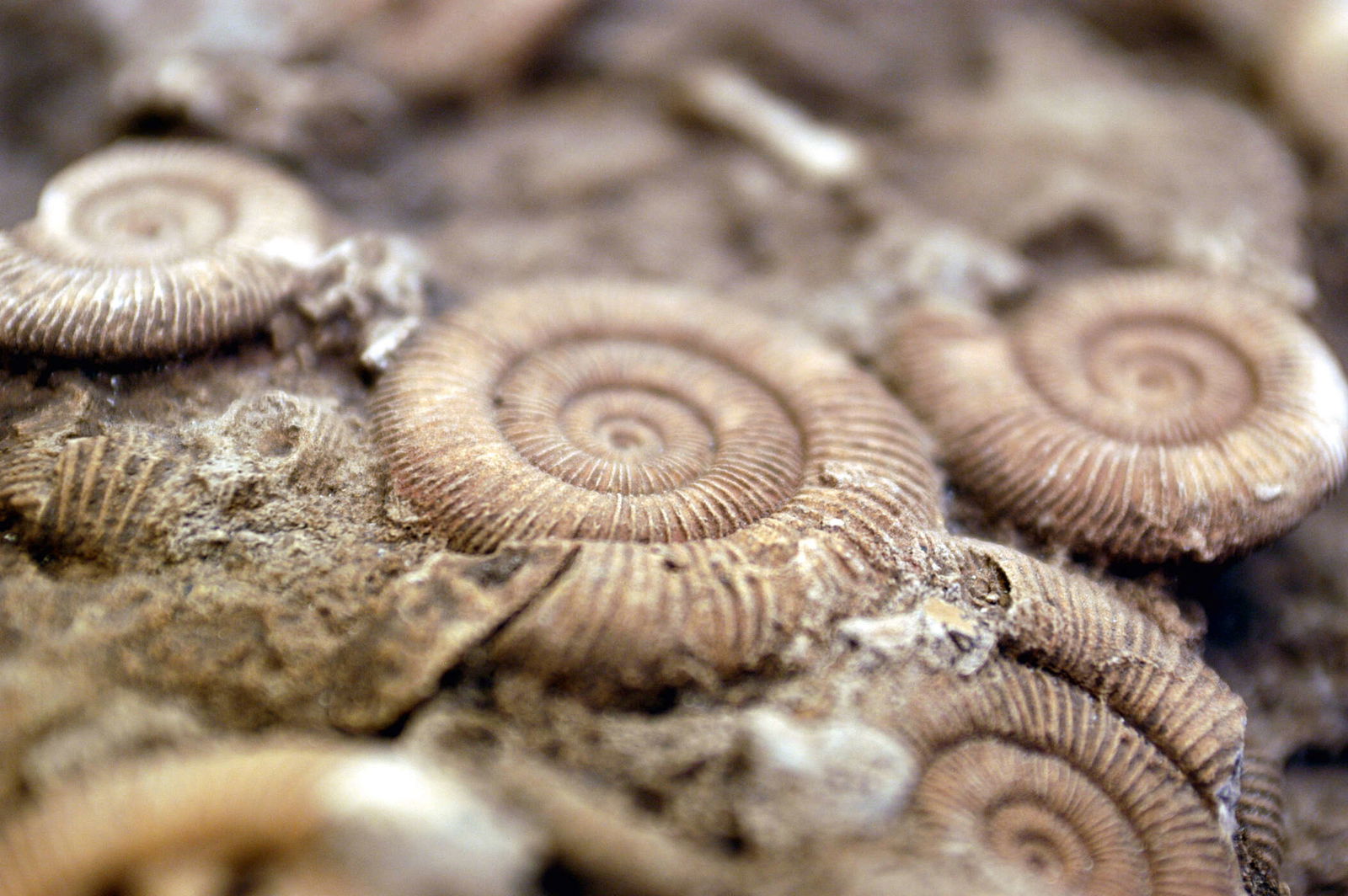 Architects Paper Photo wallpaper AP Digital