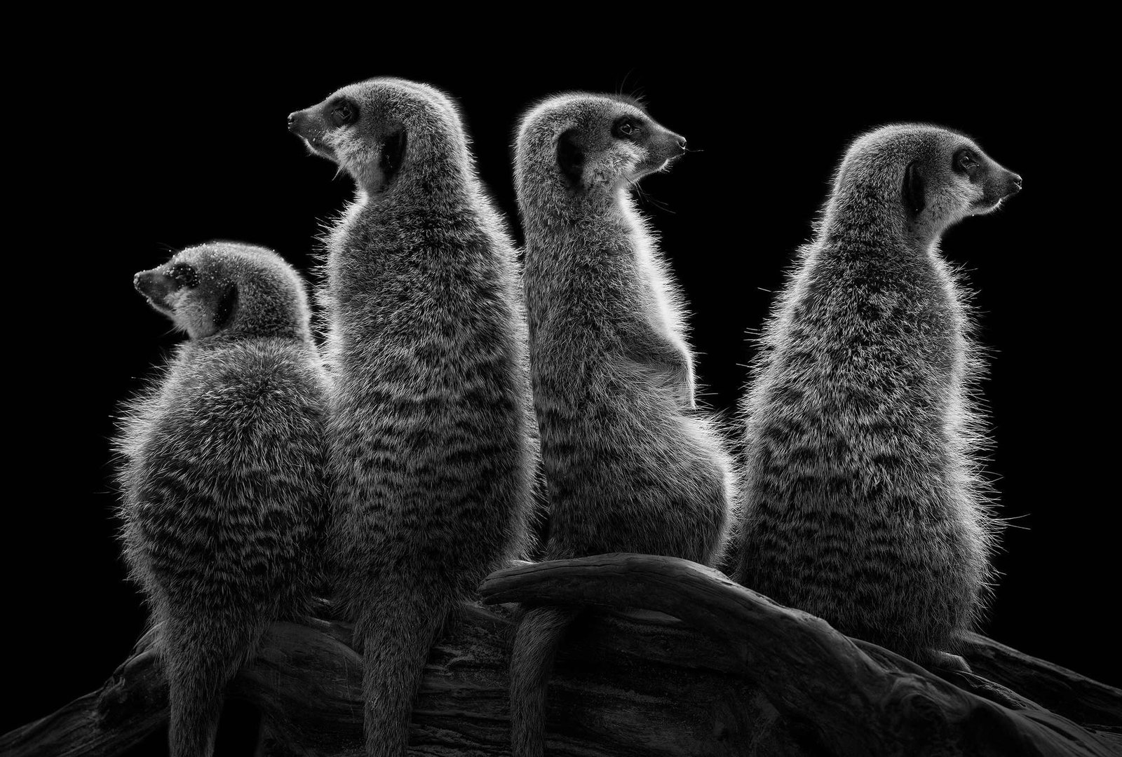 Architects Paper impression numérique AP Digital 2