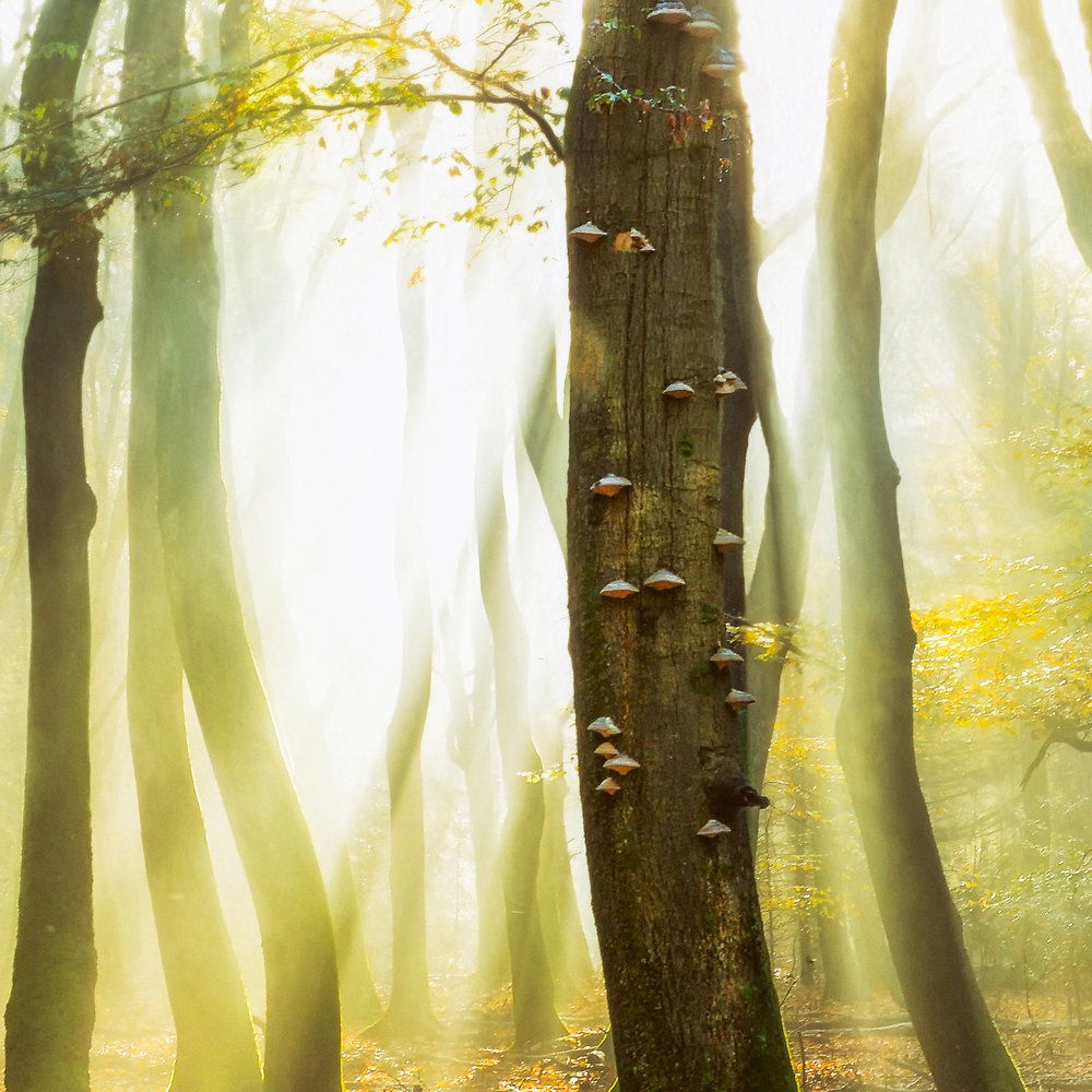 Architects Paper Fotobehang AP Digital 4