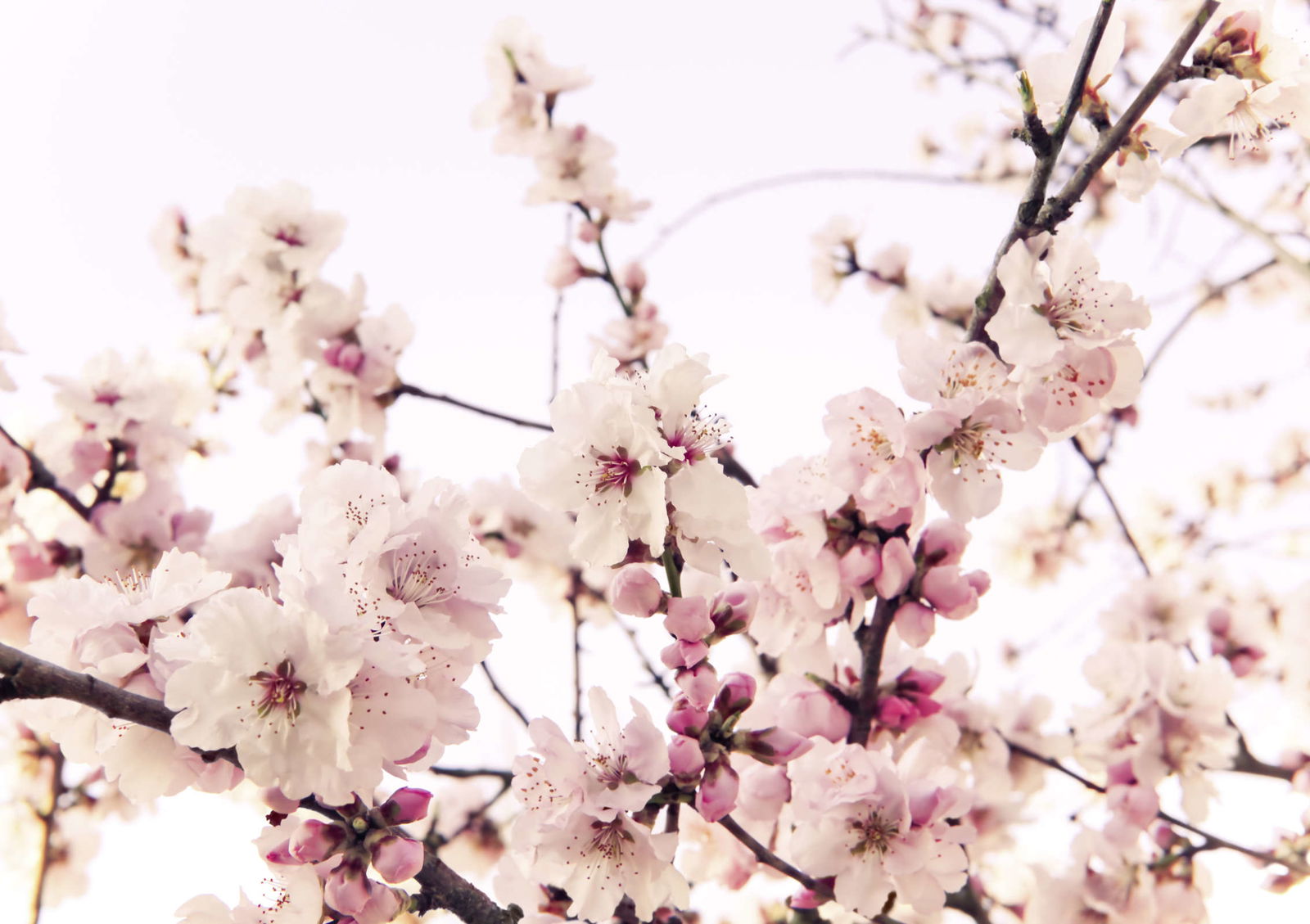 livingwalls Fotobehang Nature livingwalls Fotobehang Nature