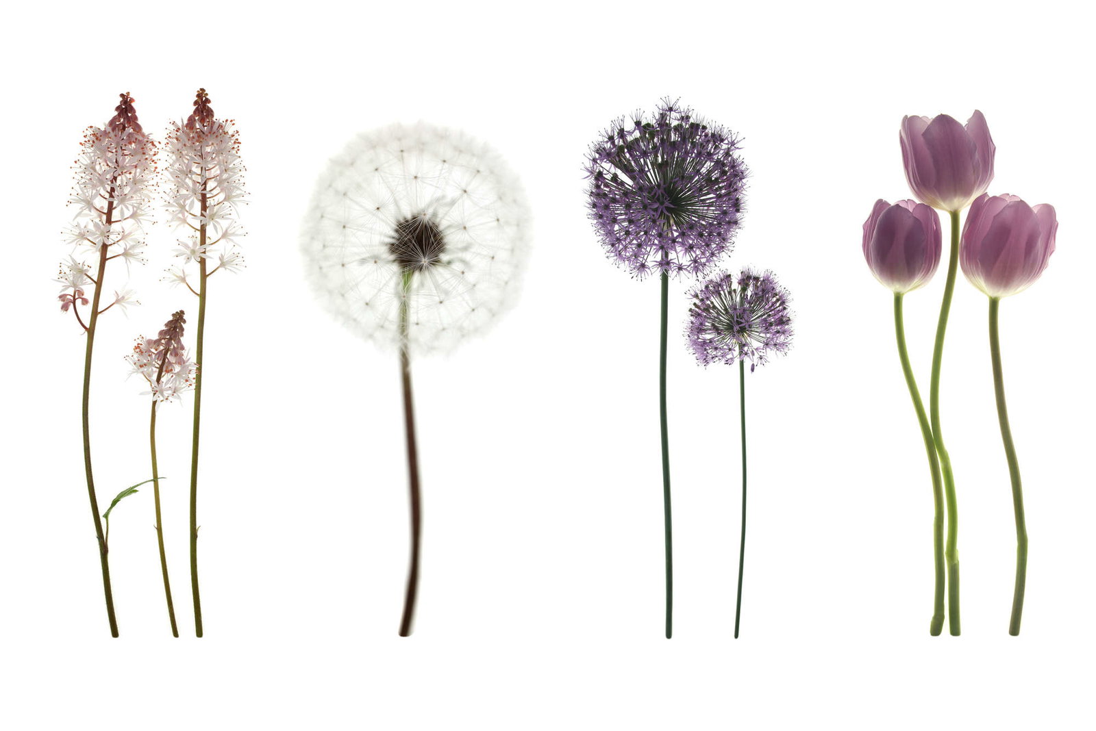 livingwalls Fototapete Nature