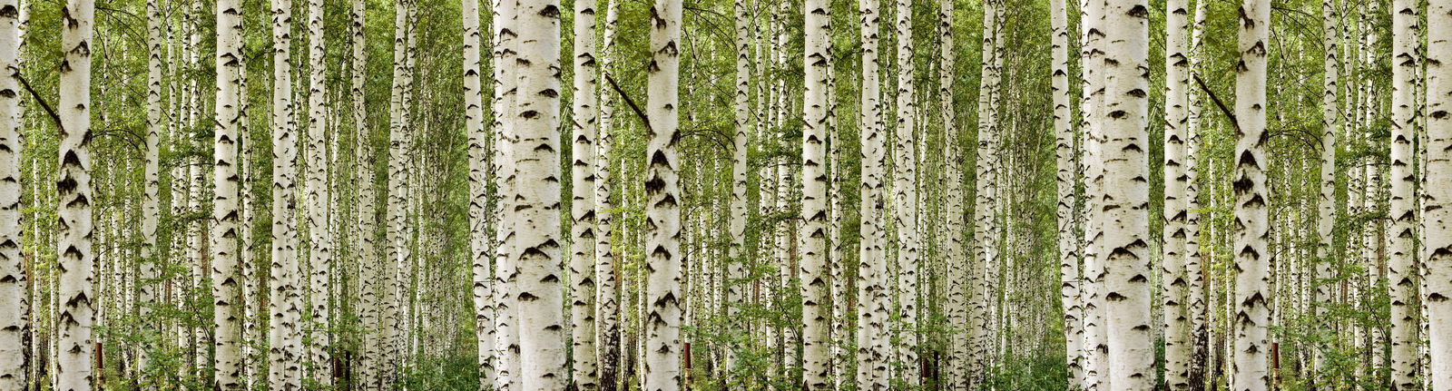 Architects Paper Photo wallpaper AP Digital