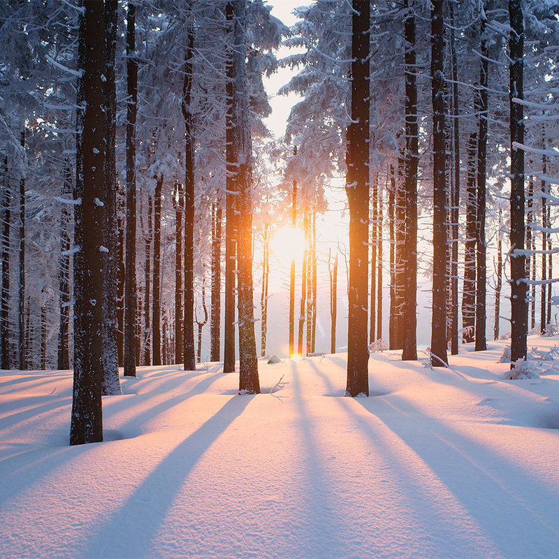 livingwalls Фотообои XXLwallpaper 3