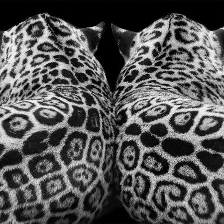 Architects Paper impression numérique AP Digital 2