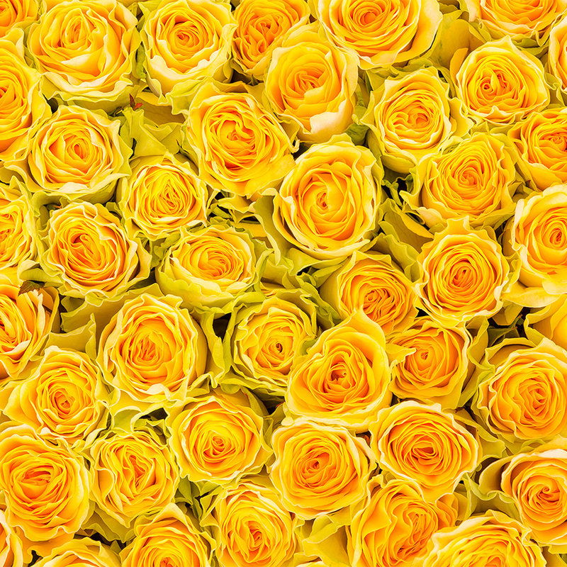 livingwalls impression numérique XXLwallpaper 2