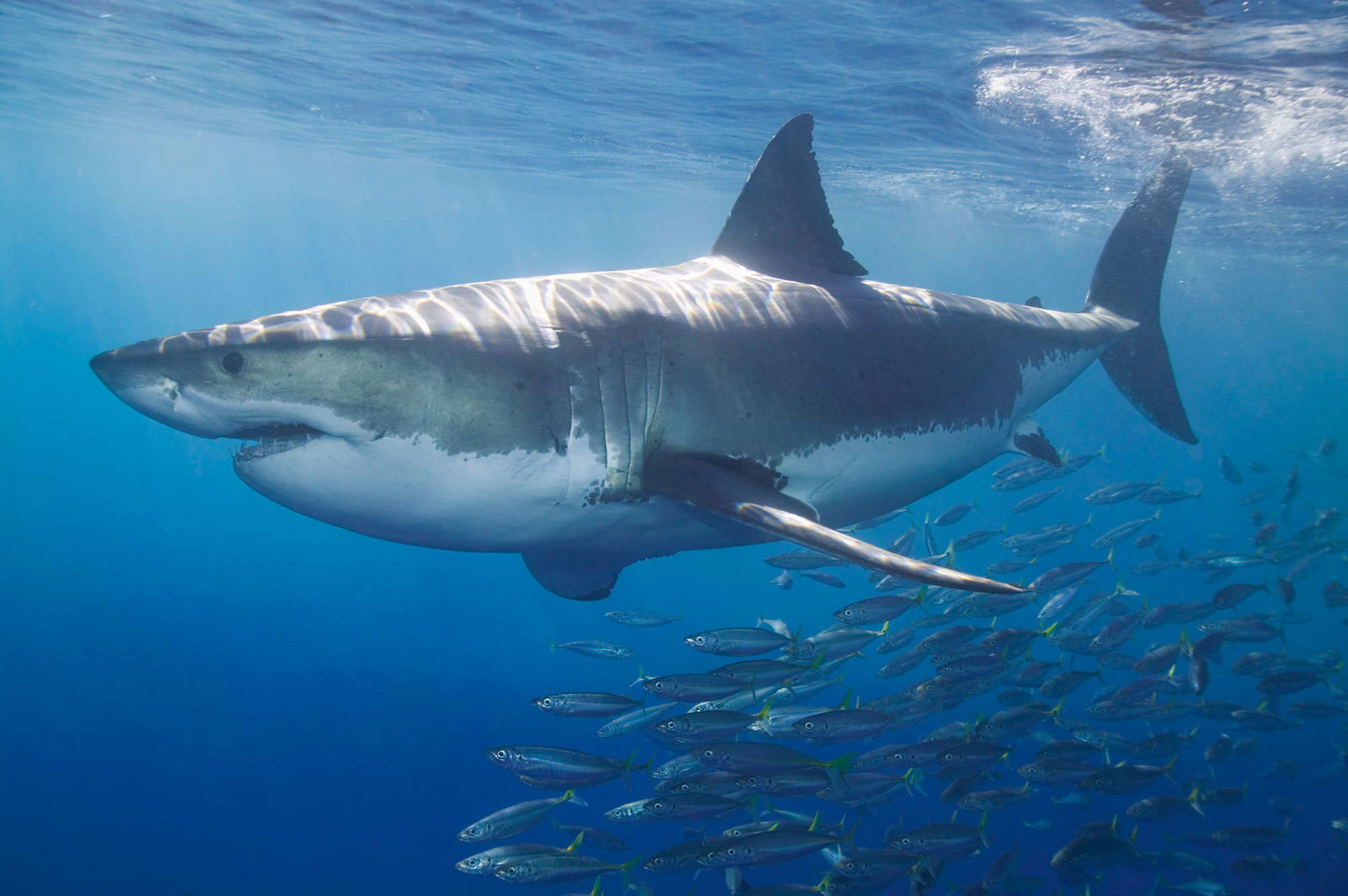 Architects Paper Фотообои AP Digital