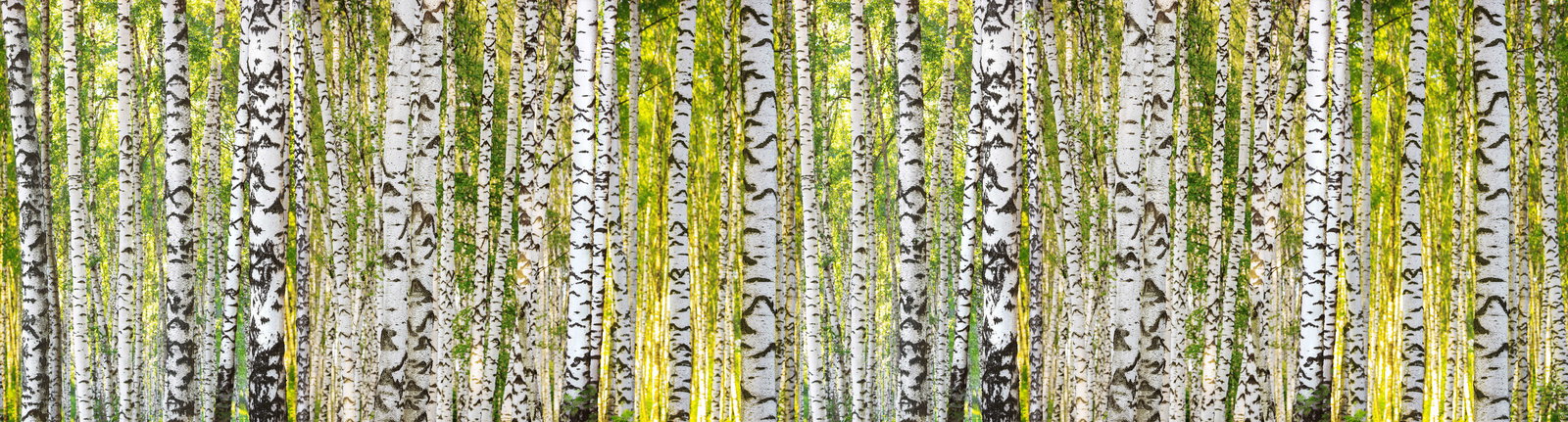 Architects Paper Fototapete AP Digital 4