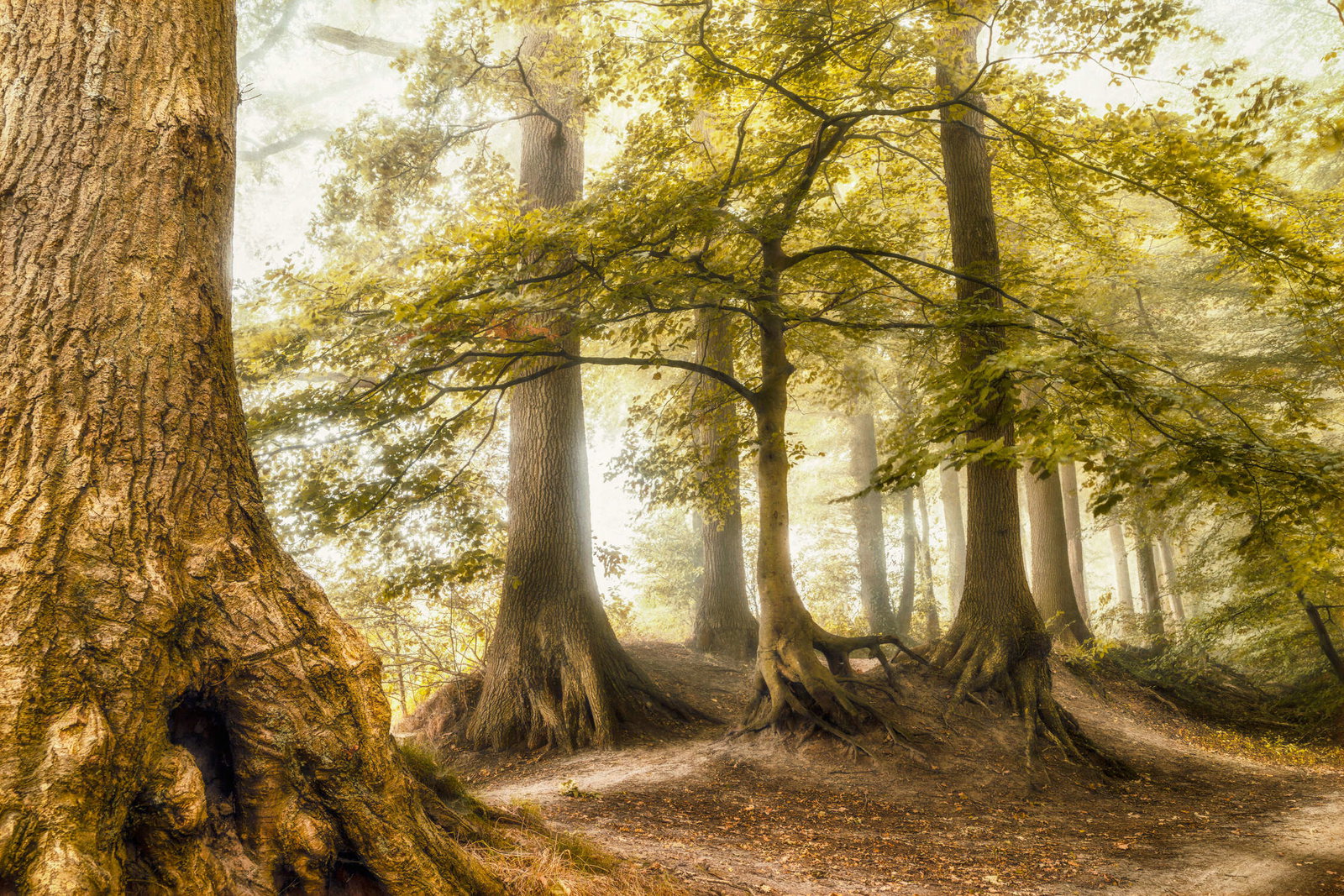 Architects Paper Fototapete AP Digital 4