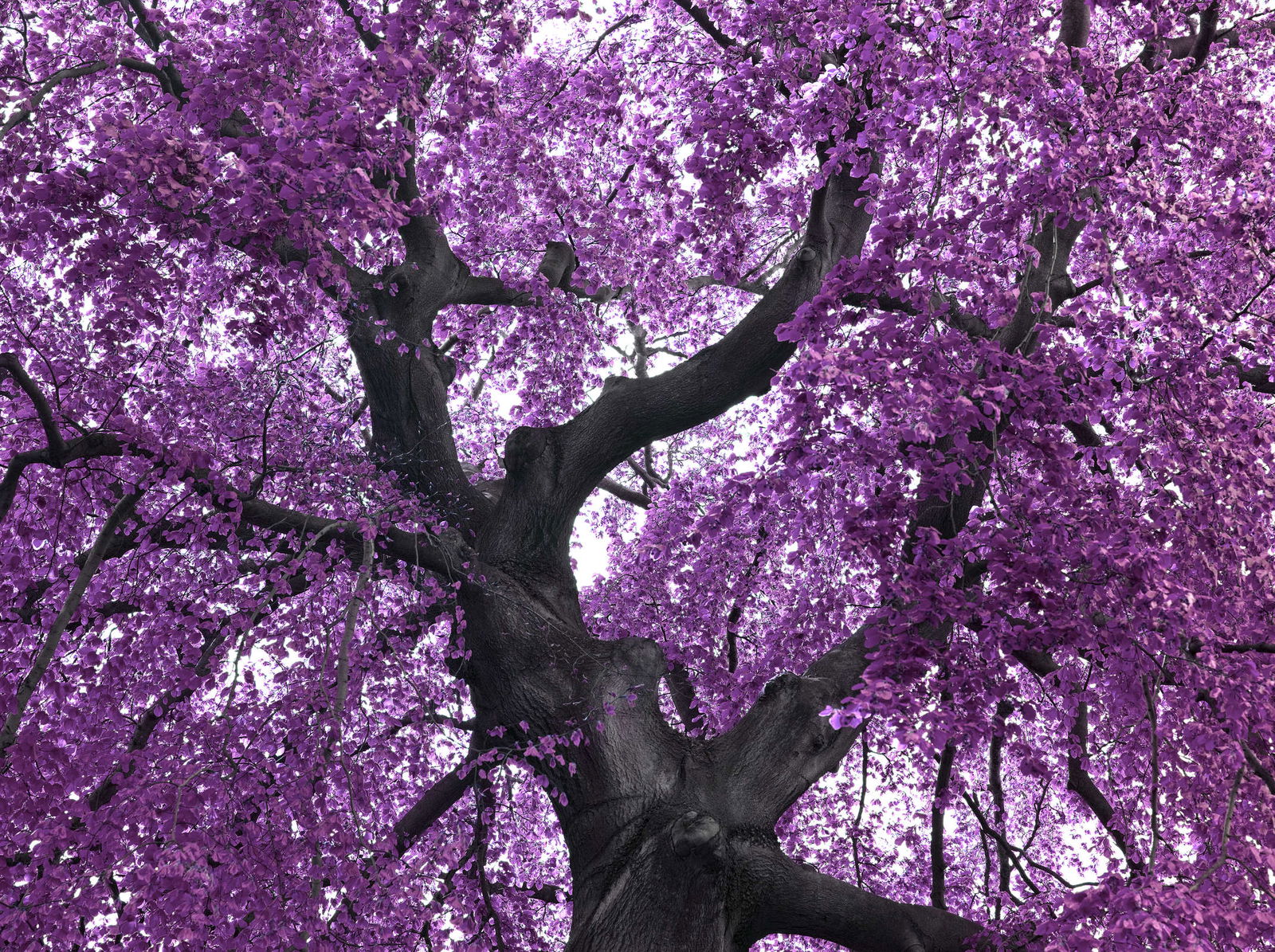 livingwalls Fototapete Nature livingwalls Fototapete Nature