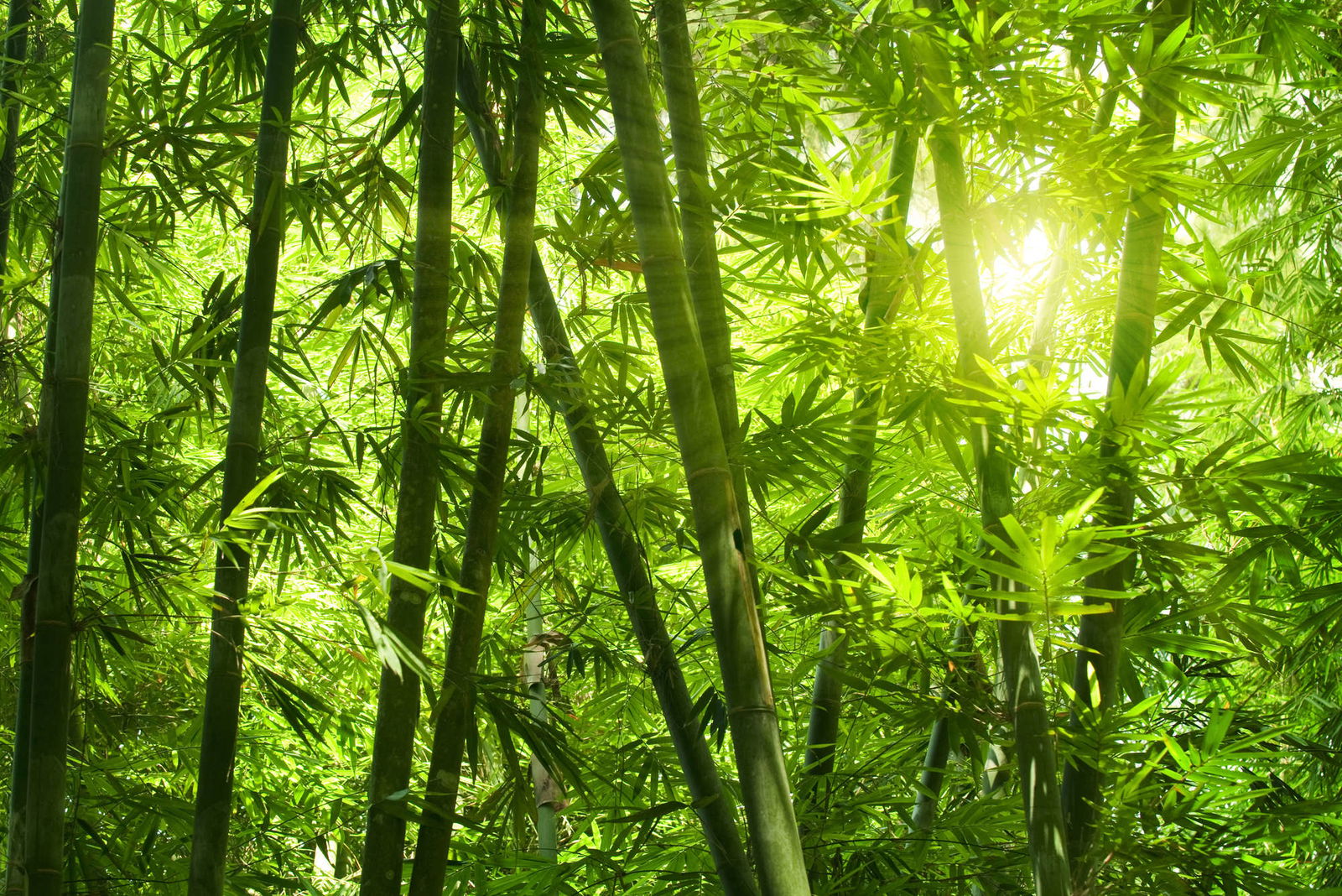 livingwalls Fototapete Nature