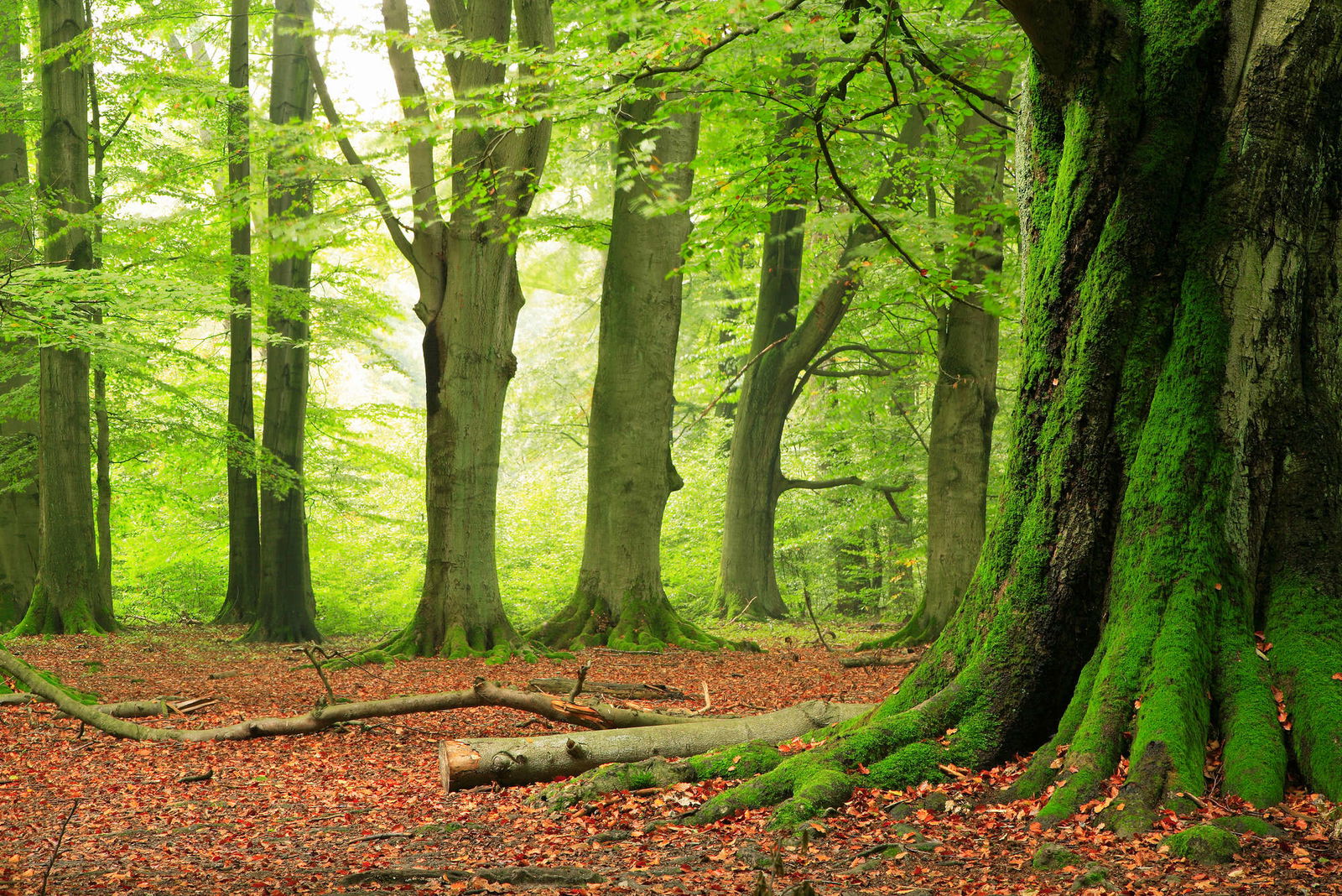 livingwalls Fotobehang Nature