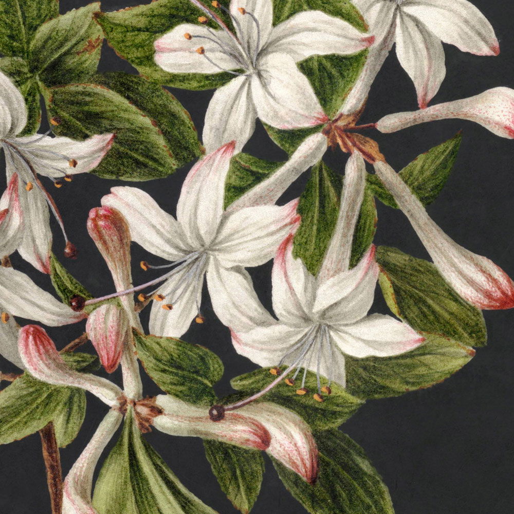 walls by patel Fototapete Walls by Patel 3