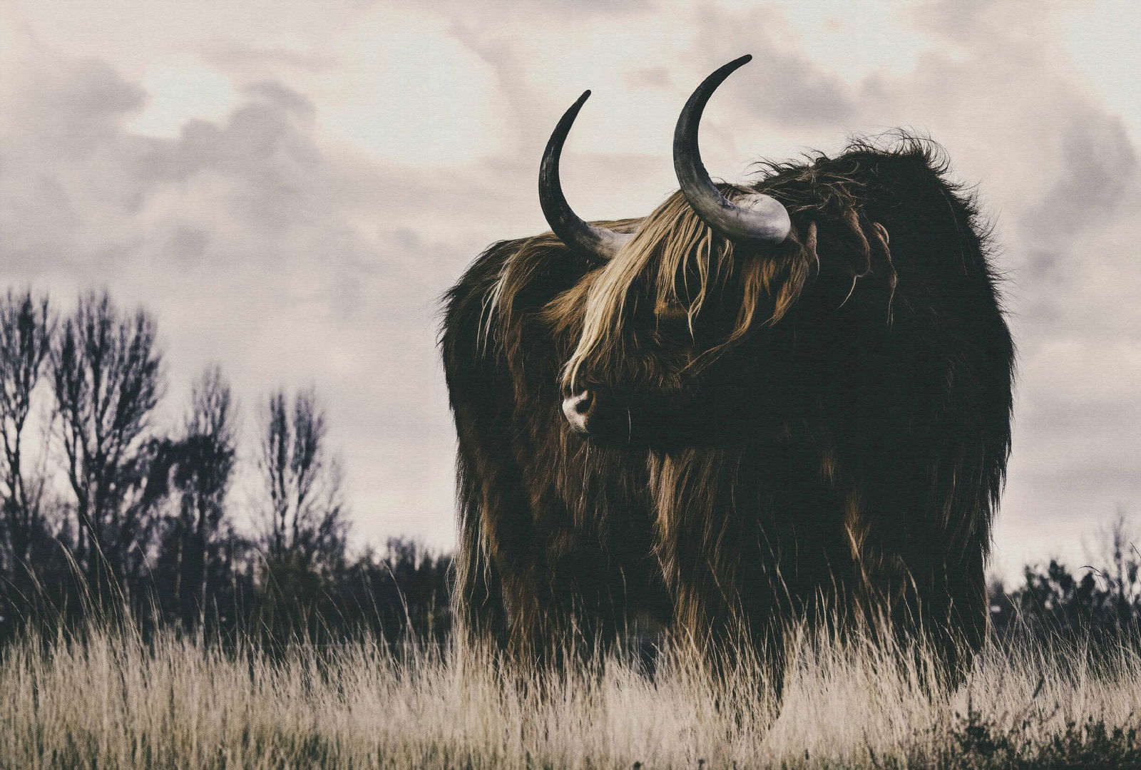 walls by patel Фотообои Walls by Patel 5