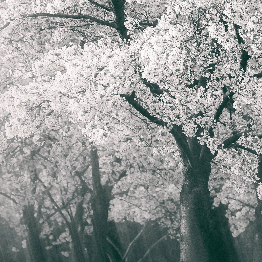 Architects Paper Fototapete AP Digital 4