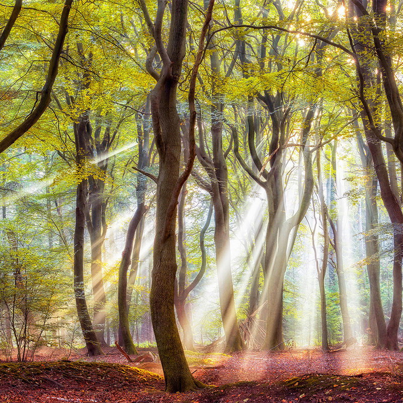 Architects Paper Fototapete AP Digital 4