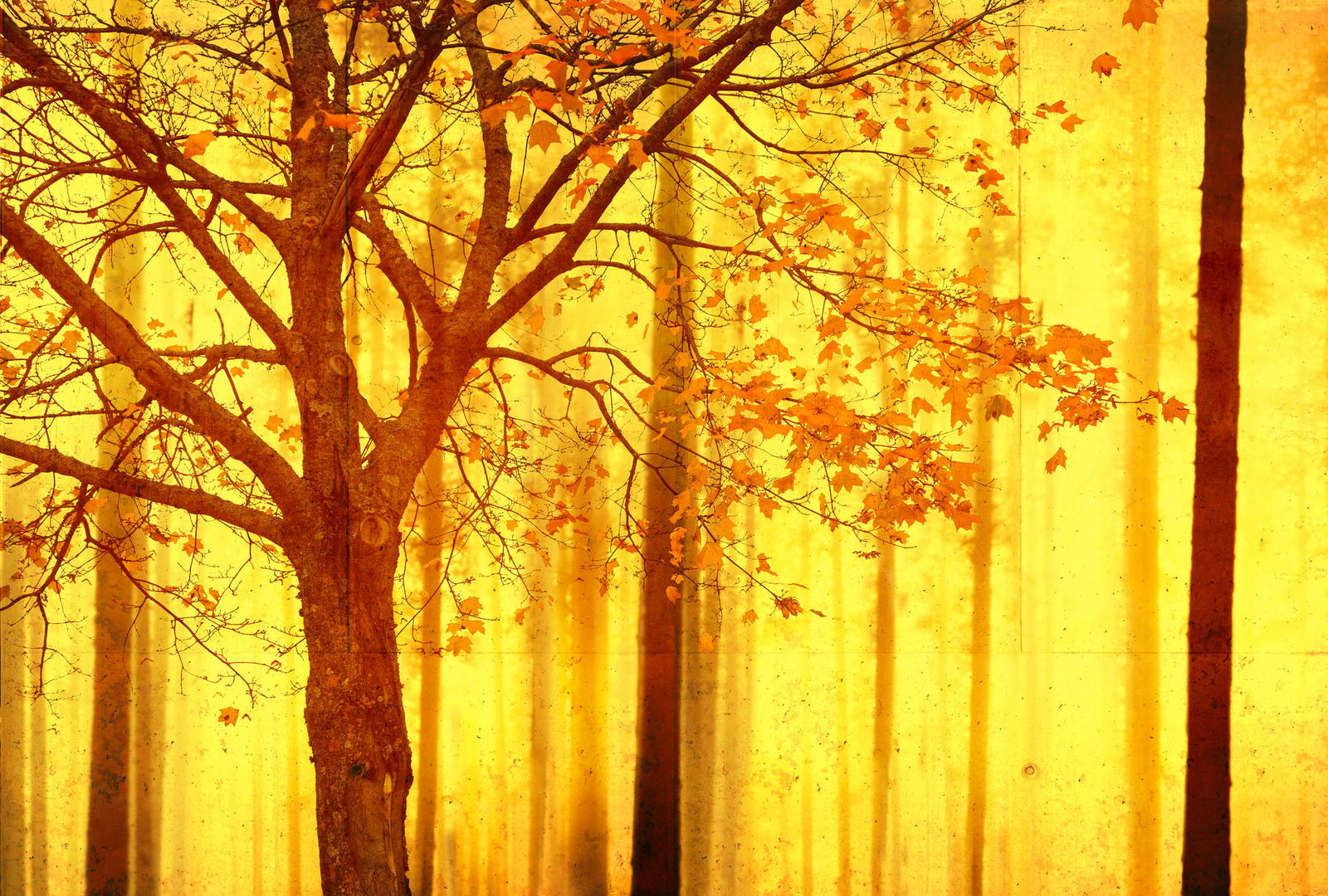 Architects Paper Photo wallpaper Atelier 47 Architects Paper Photo wallpaper Atelier 47