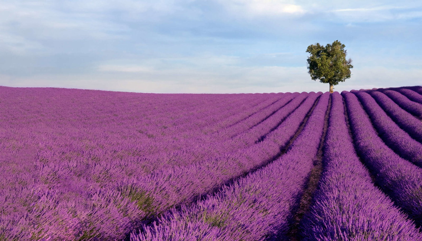 livingwalls Fotobehang Nature