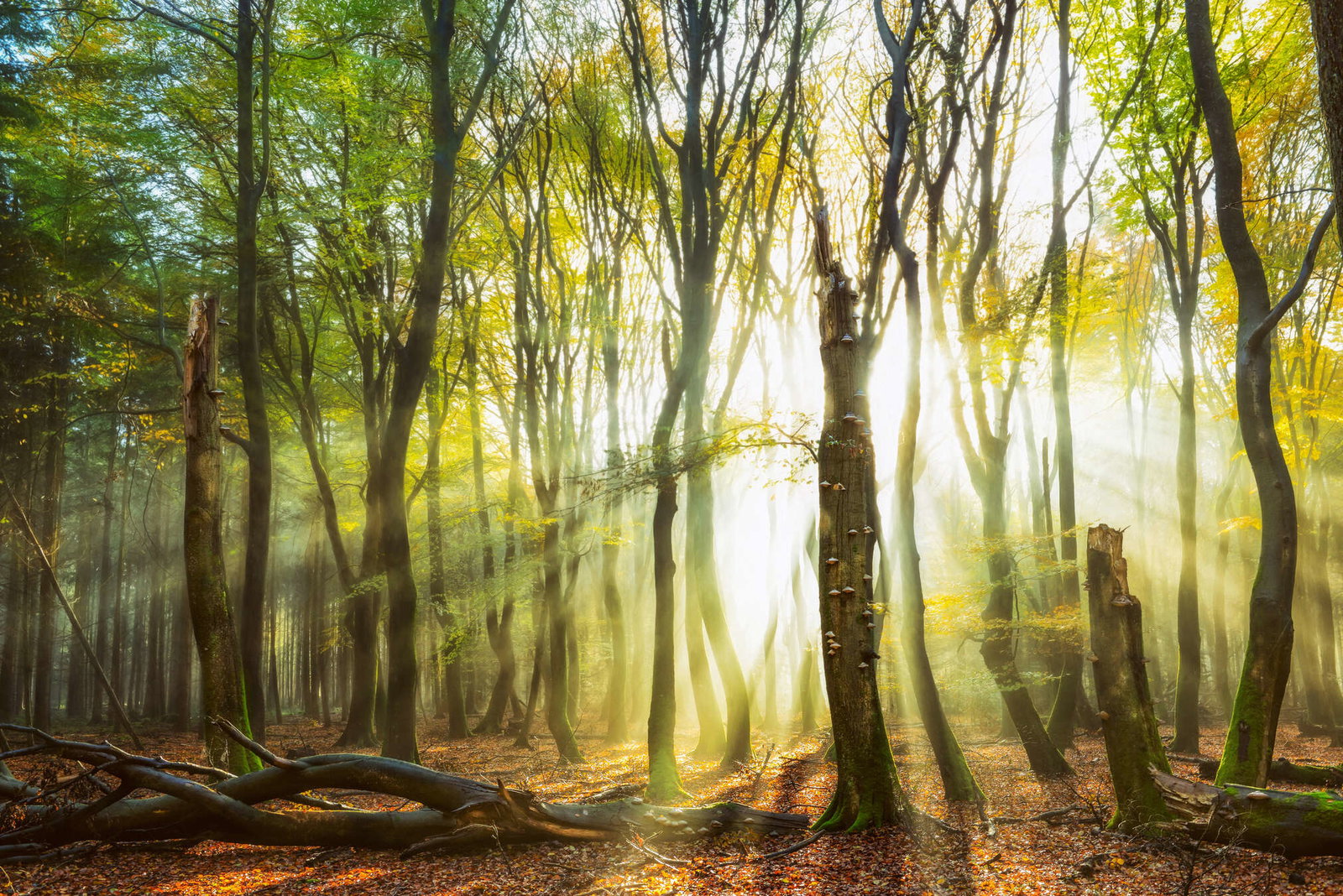 Architects Paper Fototapete AP Digital 4