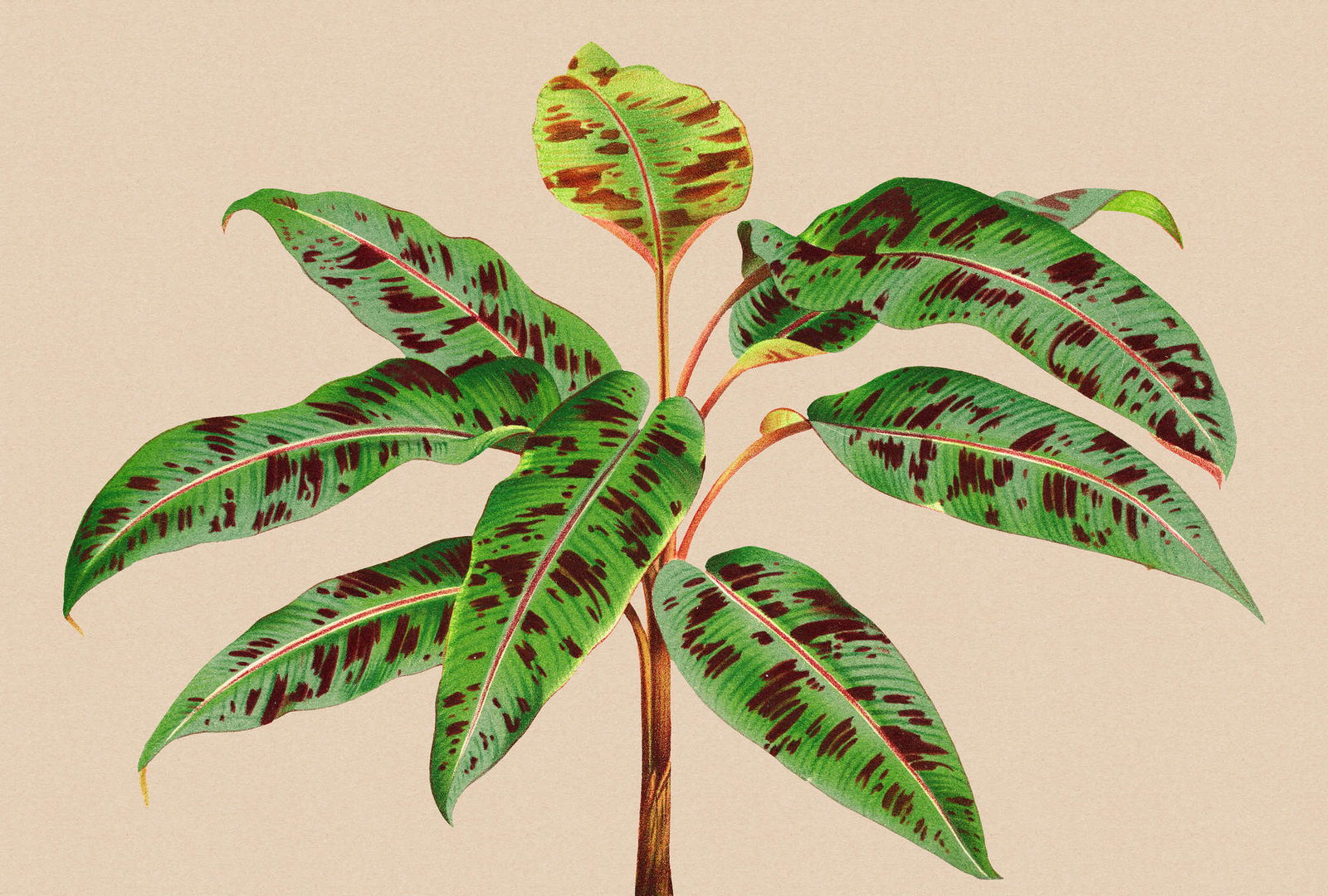 walls by patel Fototapete Walls by Patel 3