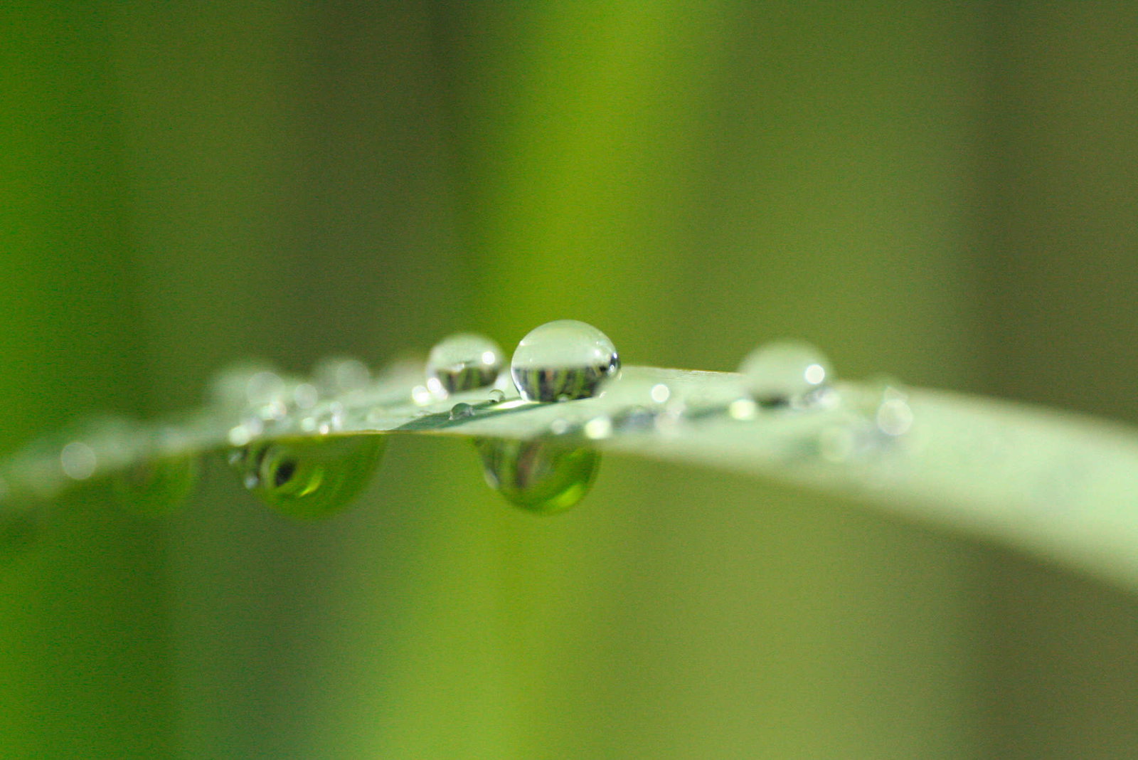 livingwalls Fototapete Nature