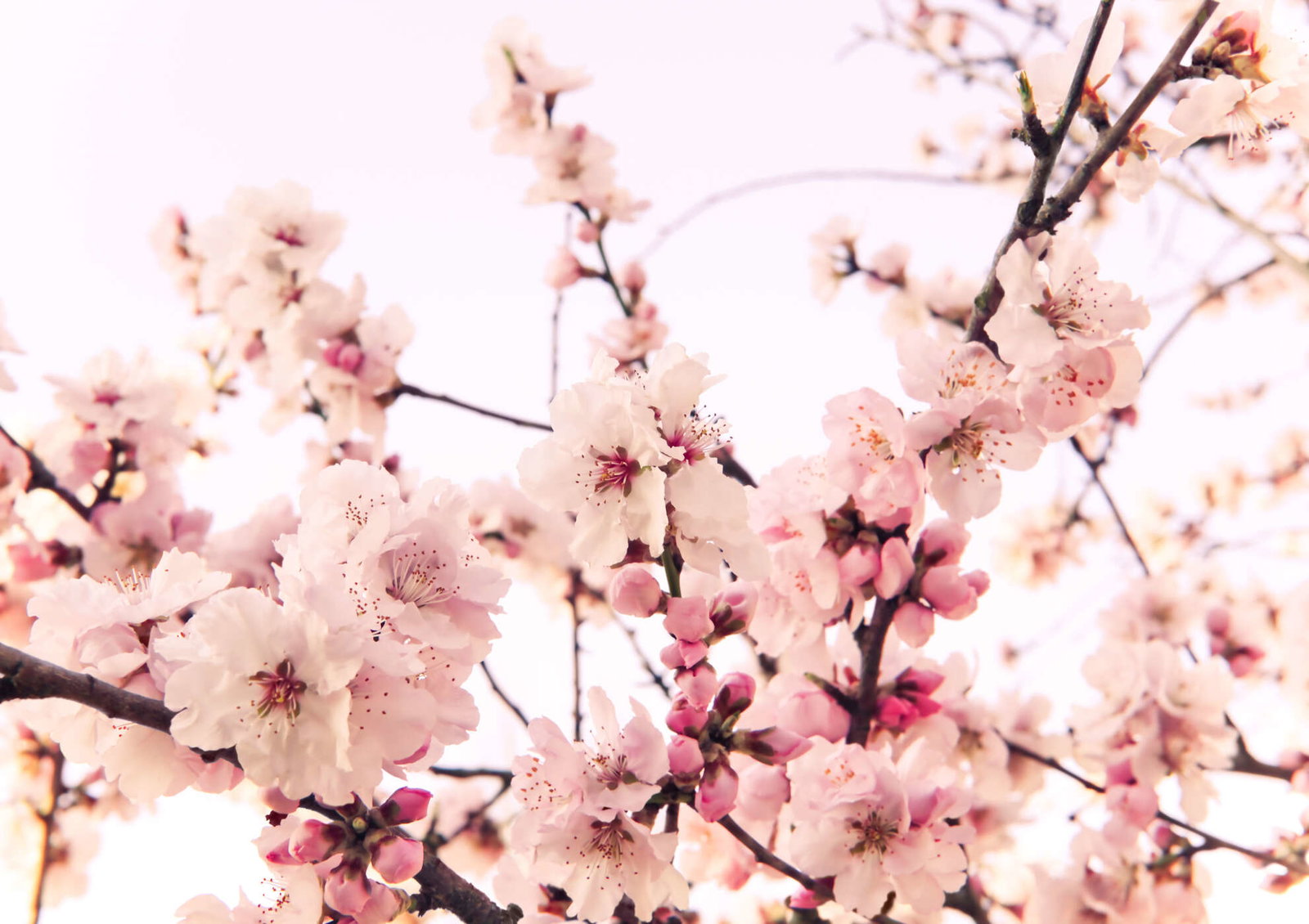 livingwalls Fotobehang Nature
