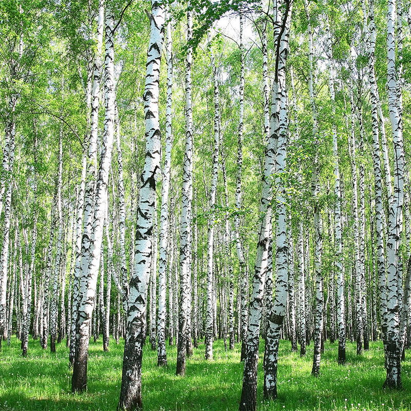 livingwalls Фотообои XXLwallpaper 3