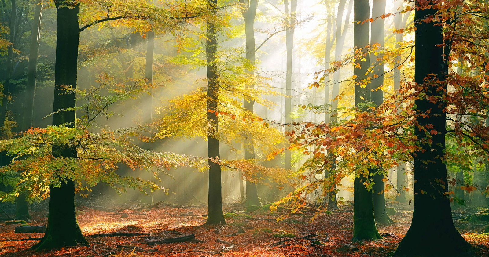 Architects Paper Fototapete AP Digital 4