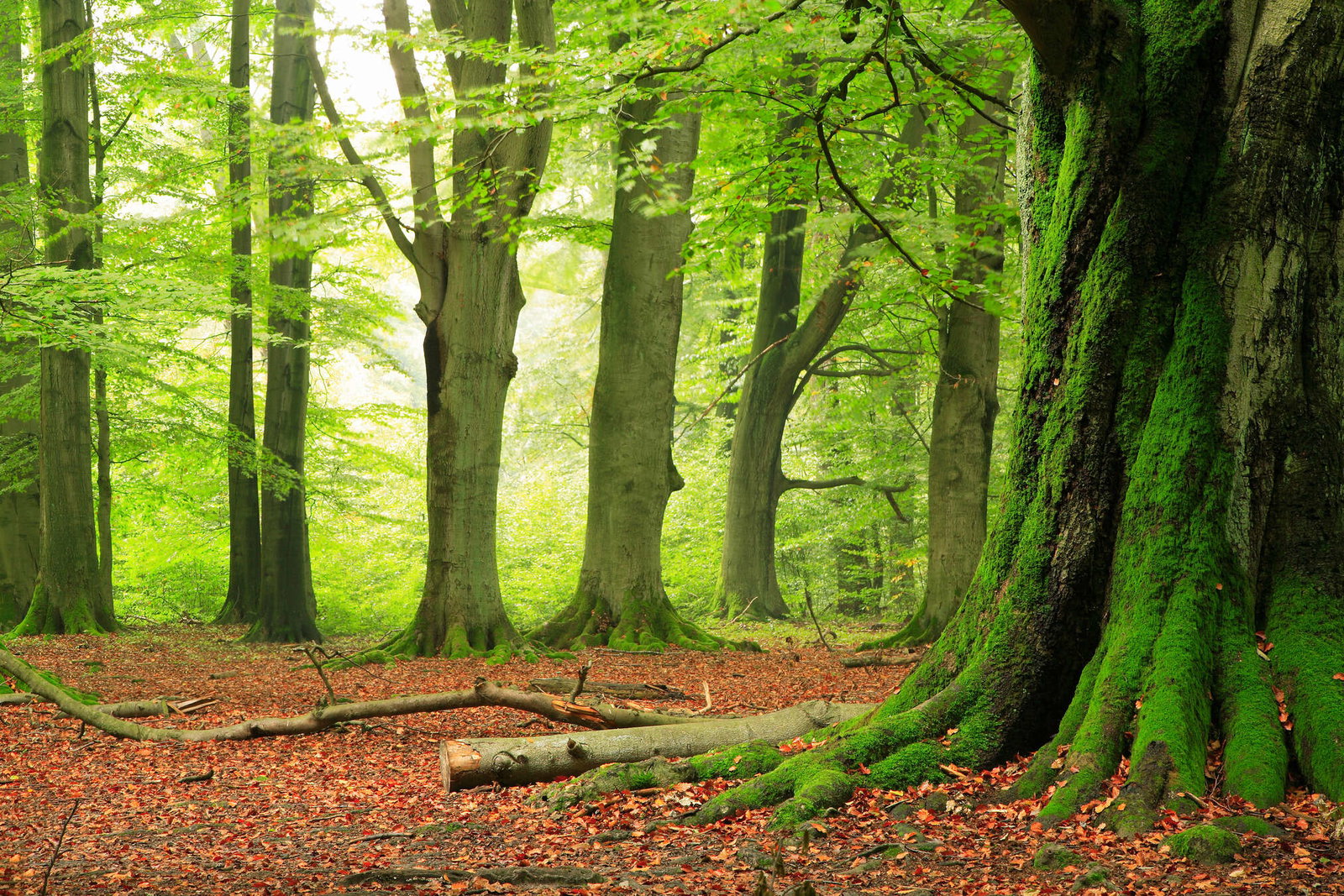 livingwalls Photo wallpaper Nature