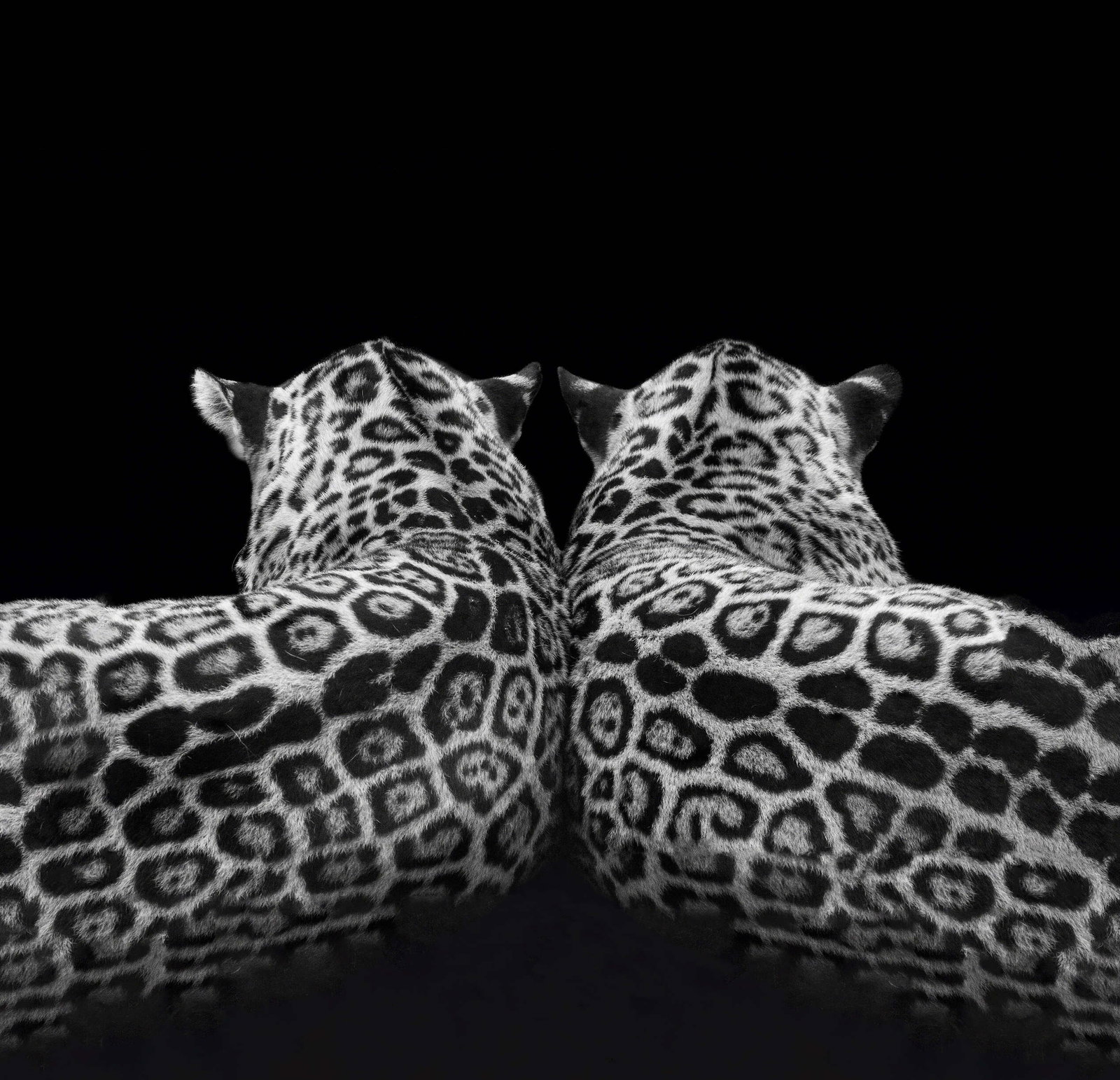 Architects Paper impression numérique AP Digital 2