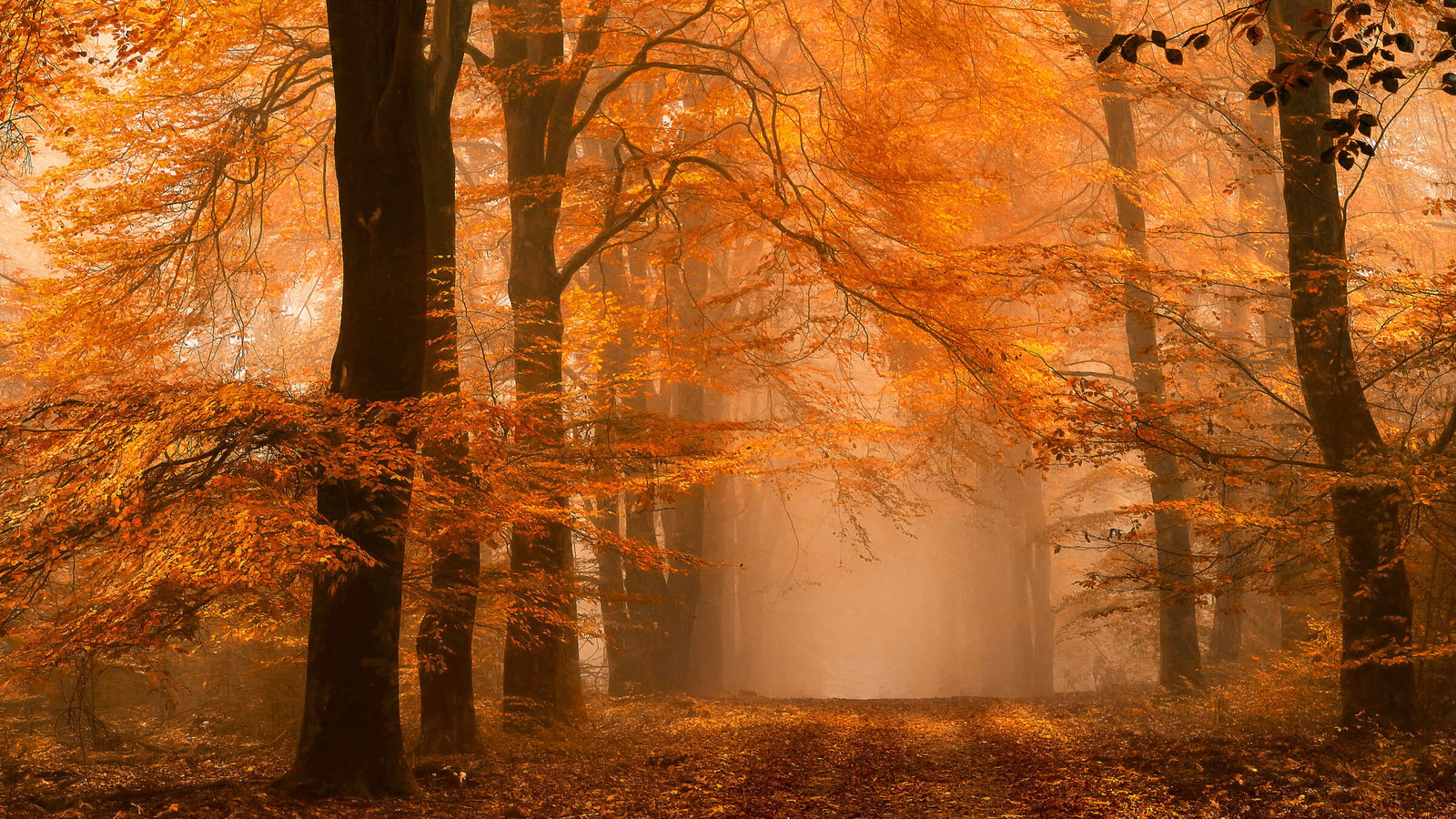 Architects Paper Fototapete AP Digital 4