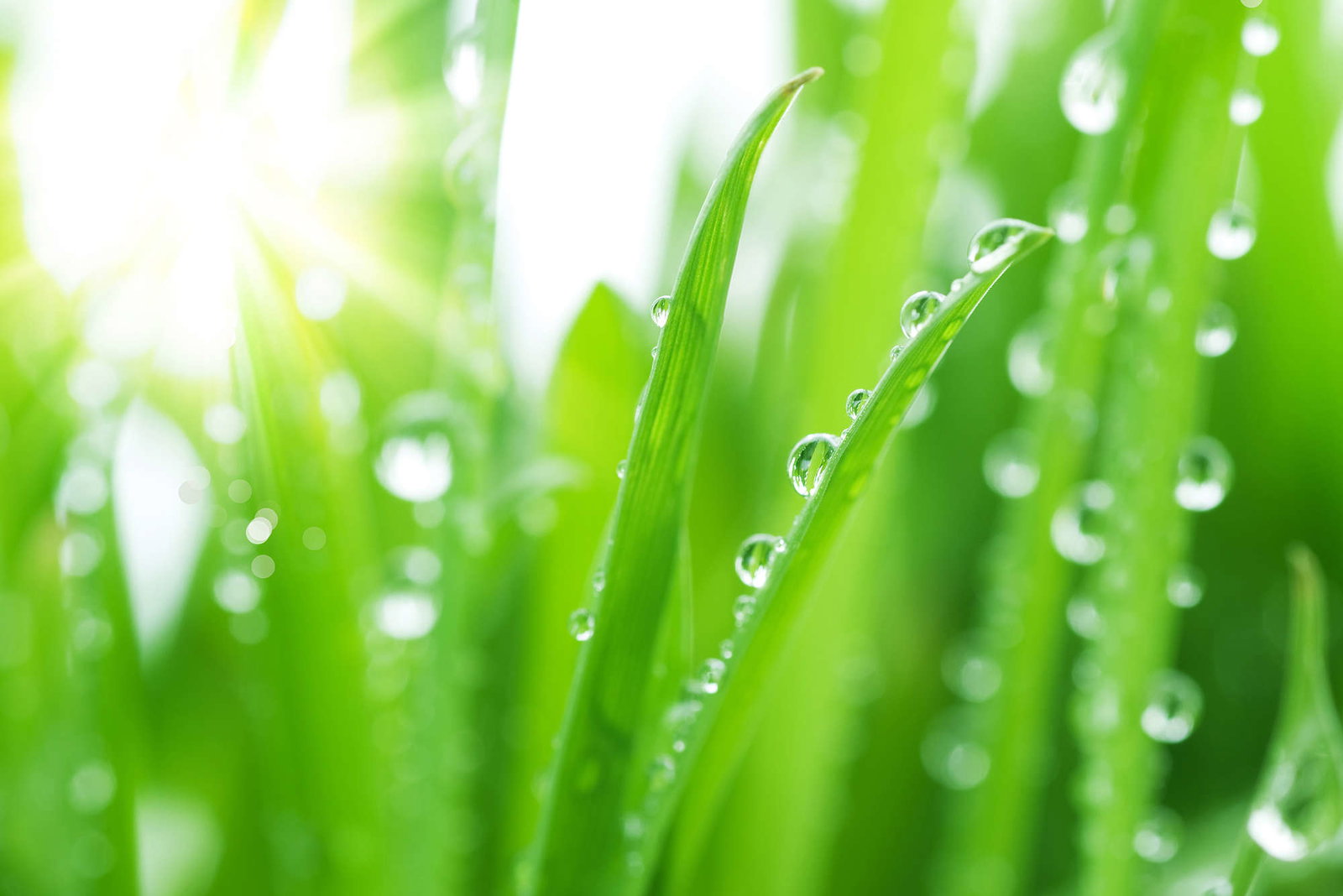 livingwalls Fotobehang Nature