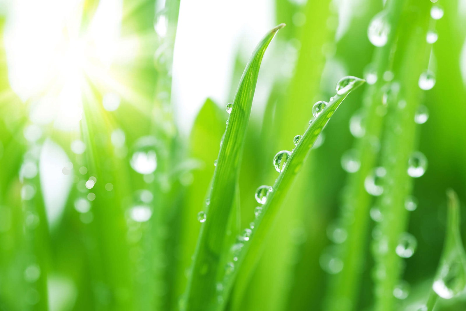 livingwalls Fotobehang Nature