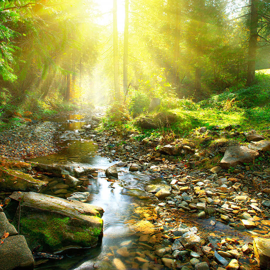 livingwalls impression numérique XXLwallpaper 3