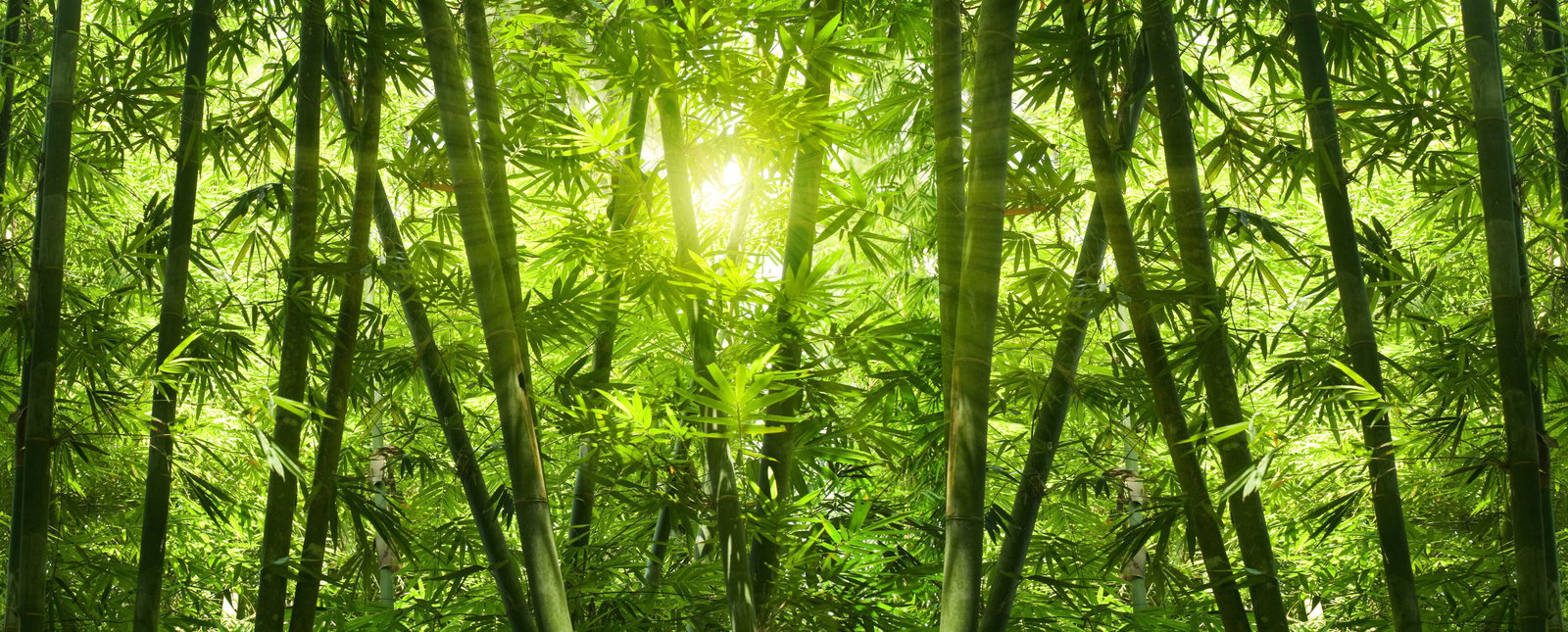 livingwalls impression numérique Nature