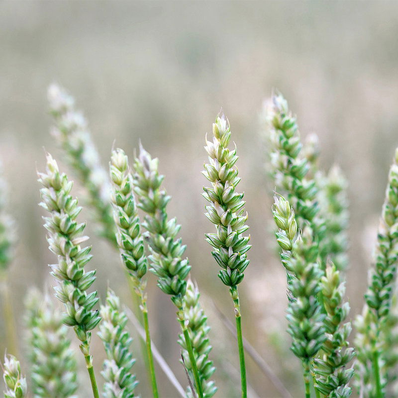 livingwalls Fototapete XXLwallpaper 3